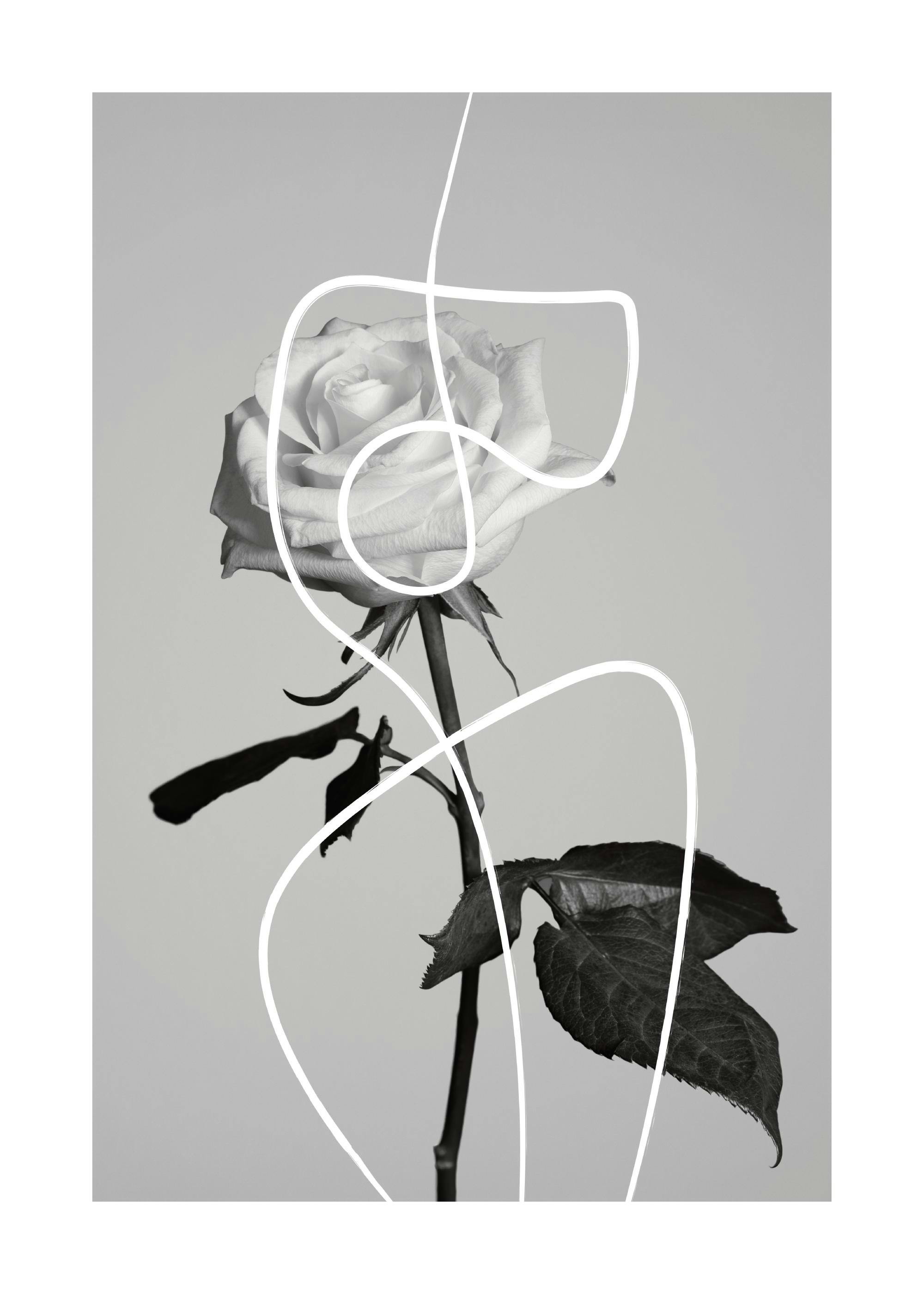 A poster of a white rose with green leaves in a black and white image, featuring abstract white lines.