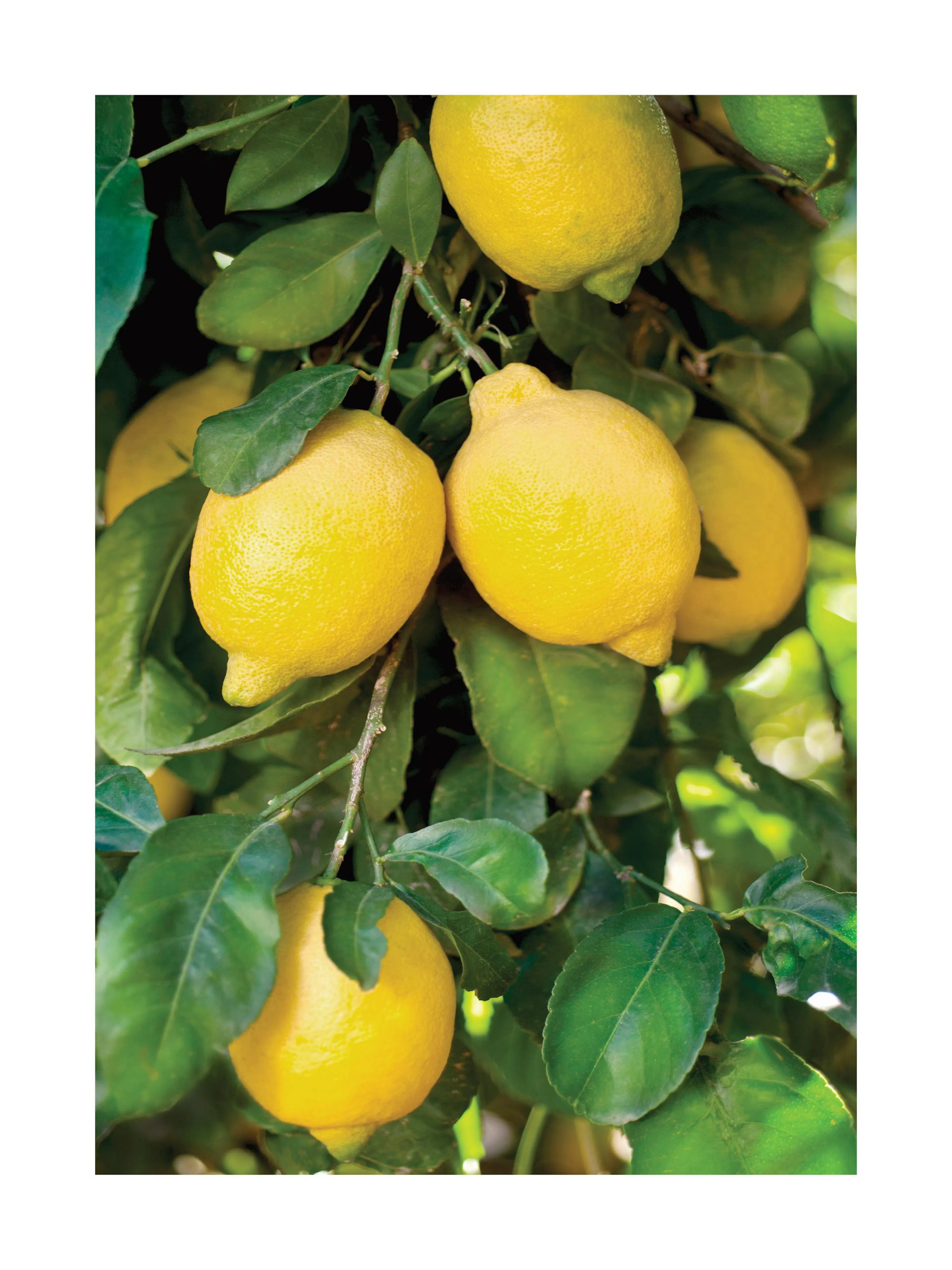 A poster featuring vibrant yellow lemons hanging on a branch with lush green leaves, ready for harvest.