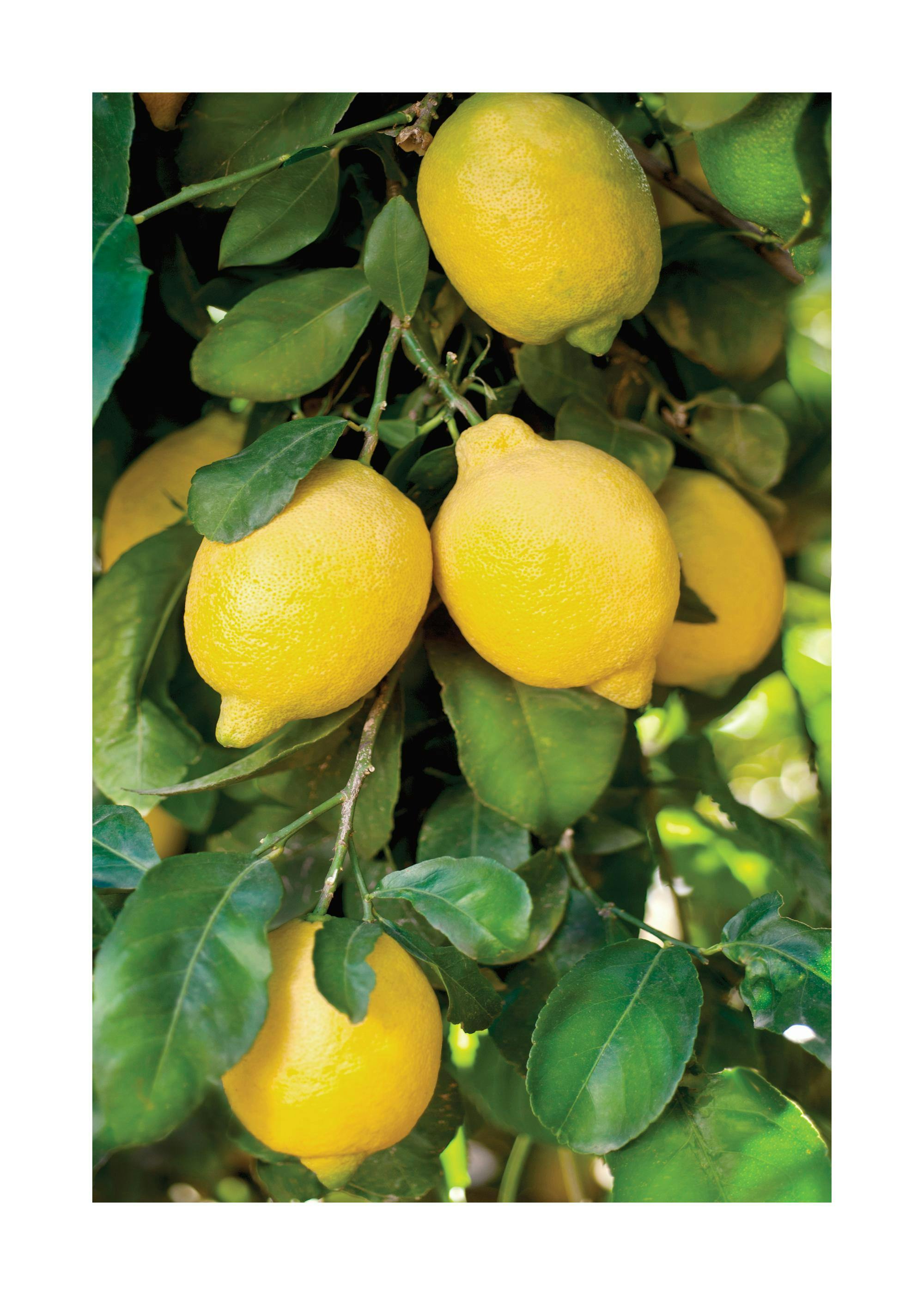 A poster featuring vibrant yellow lemons hanging on a branch with lush green leaves, ready for harvest.