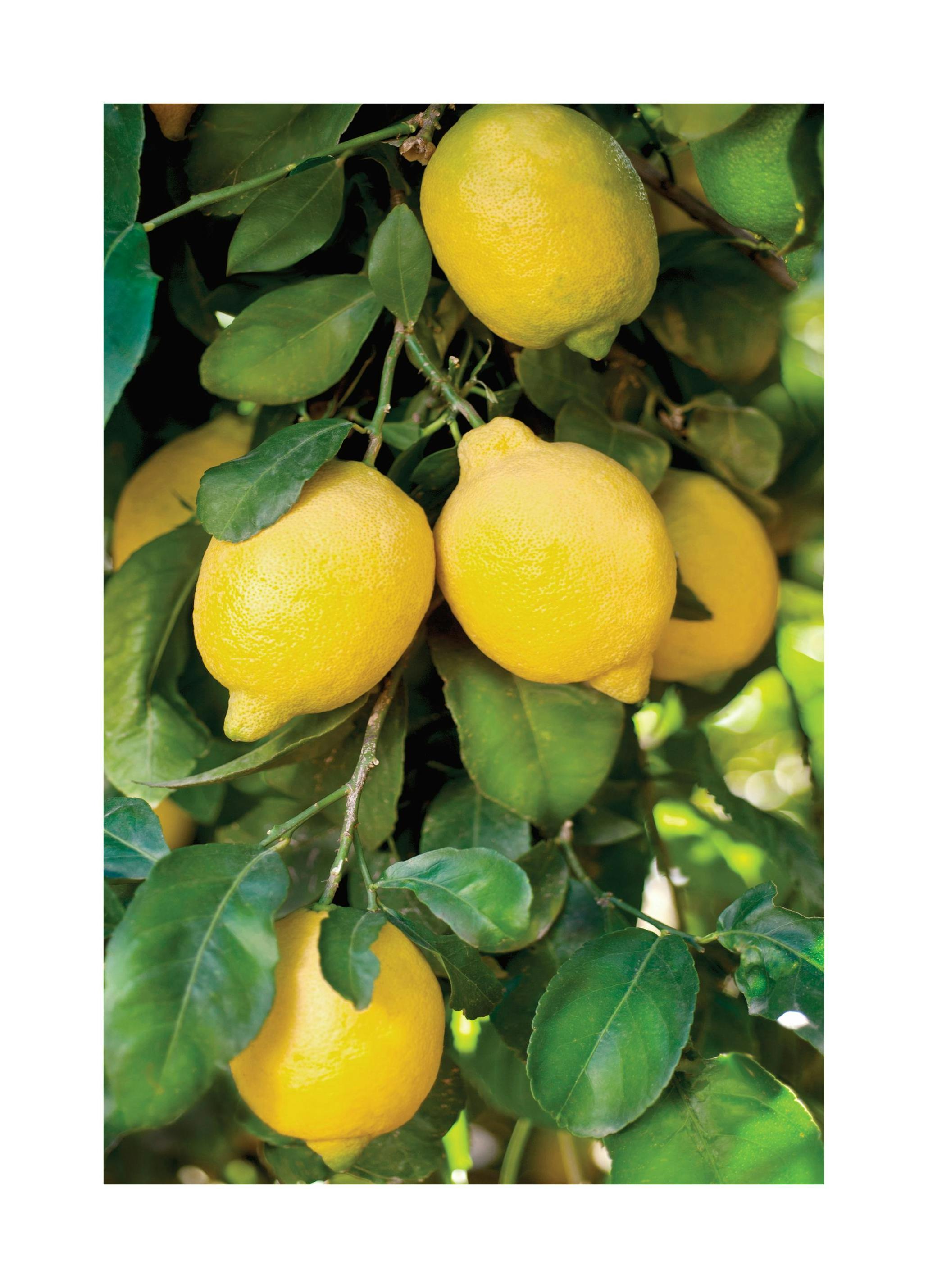 Plakat Drzewo Cytrynowe (21x30 cm) - Poster Store