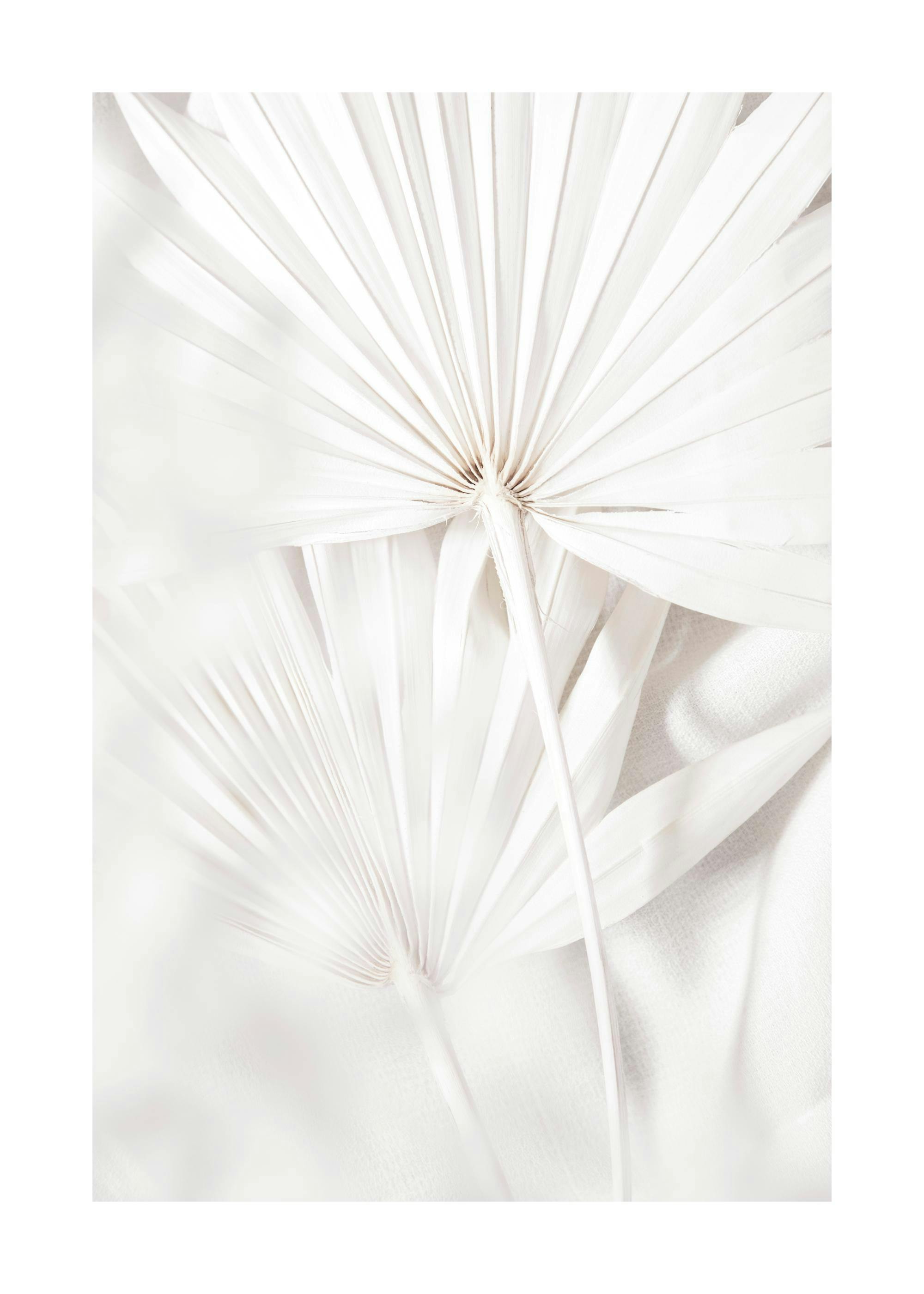 Poster avec des feuilles de palmier séchées de couleur blanche et crème.