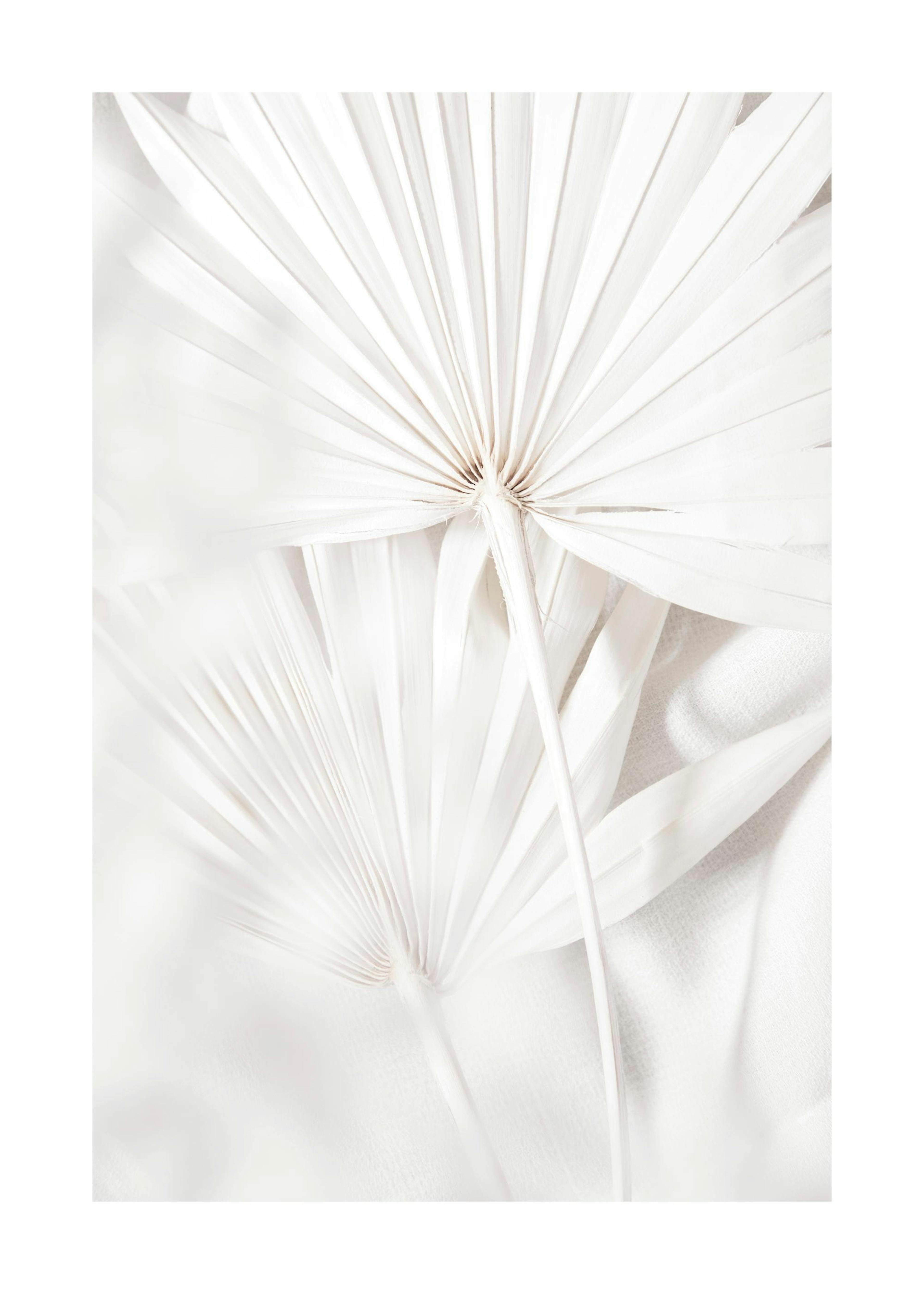 Fan Leaves Poster 0
