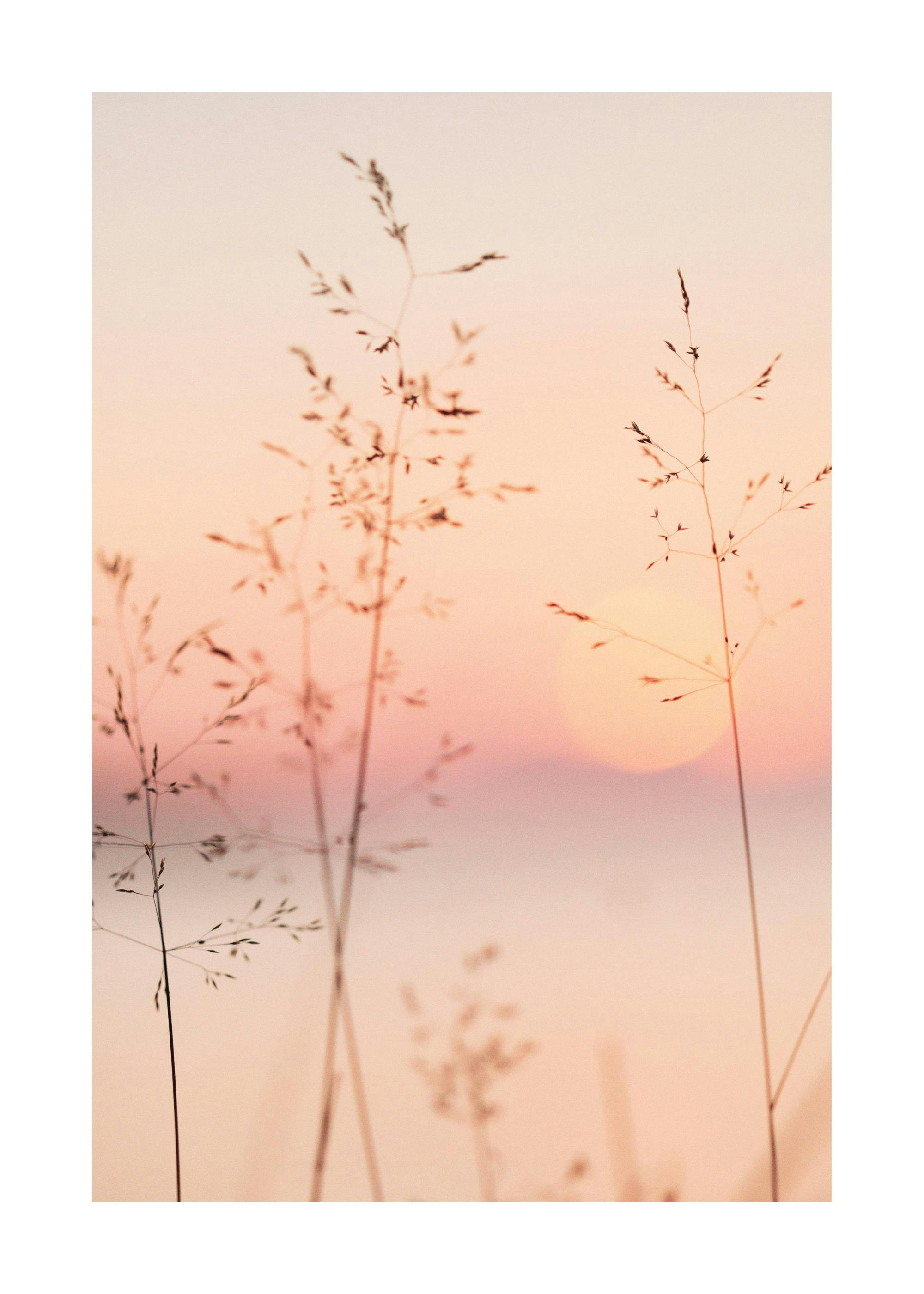 Poster de plantes fines en contre-jour avec un soleil flou sur un fond pastel rose et orange.