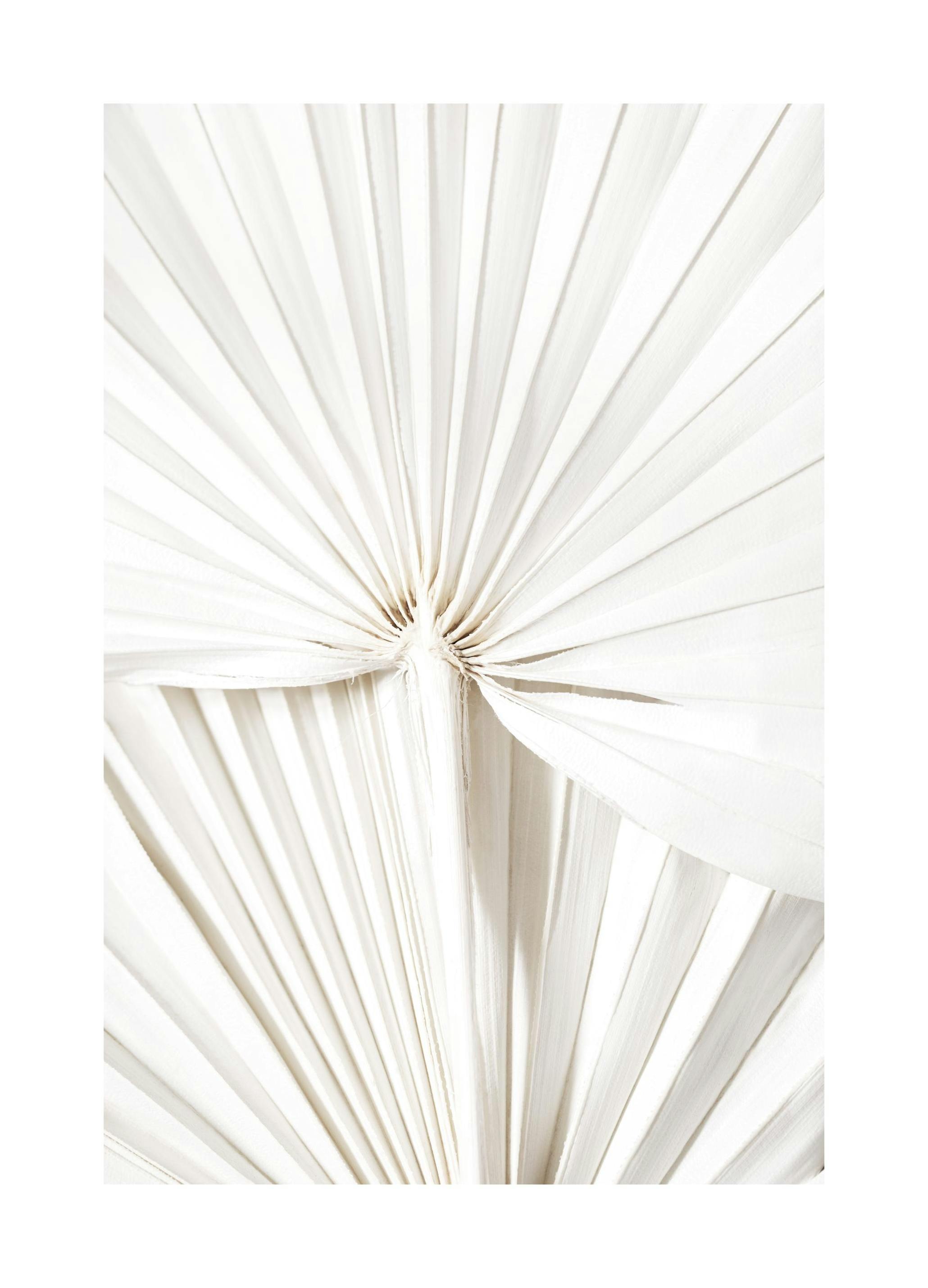 Hvite Blader Plakat (50x70 cm) - Poster Store