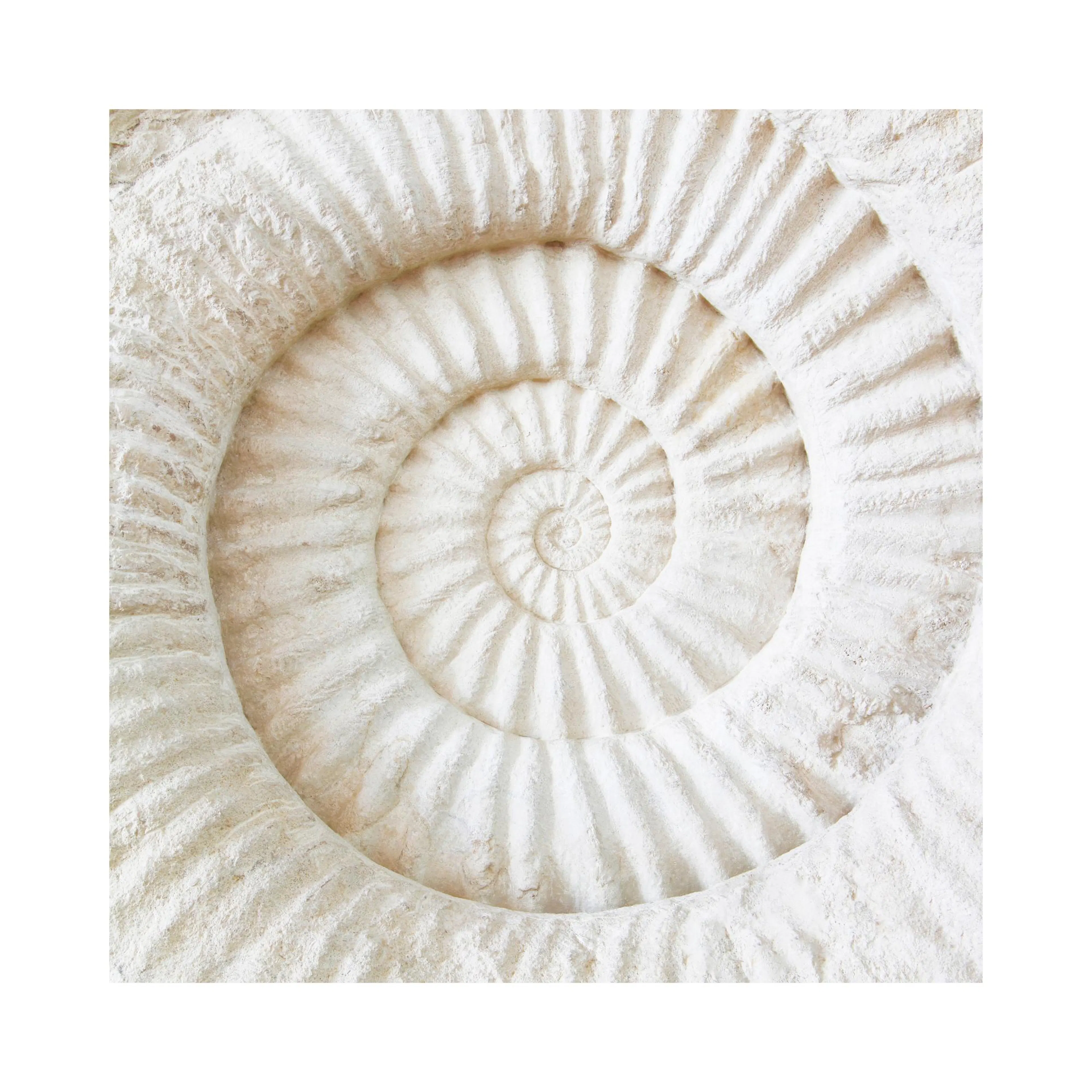 Poster d’un fossile d’ammonite en spirale, de couleur blanc cassé et beige clair, avec une texture rocheuse détaillée.
