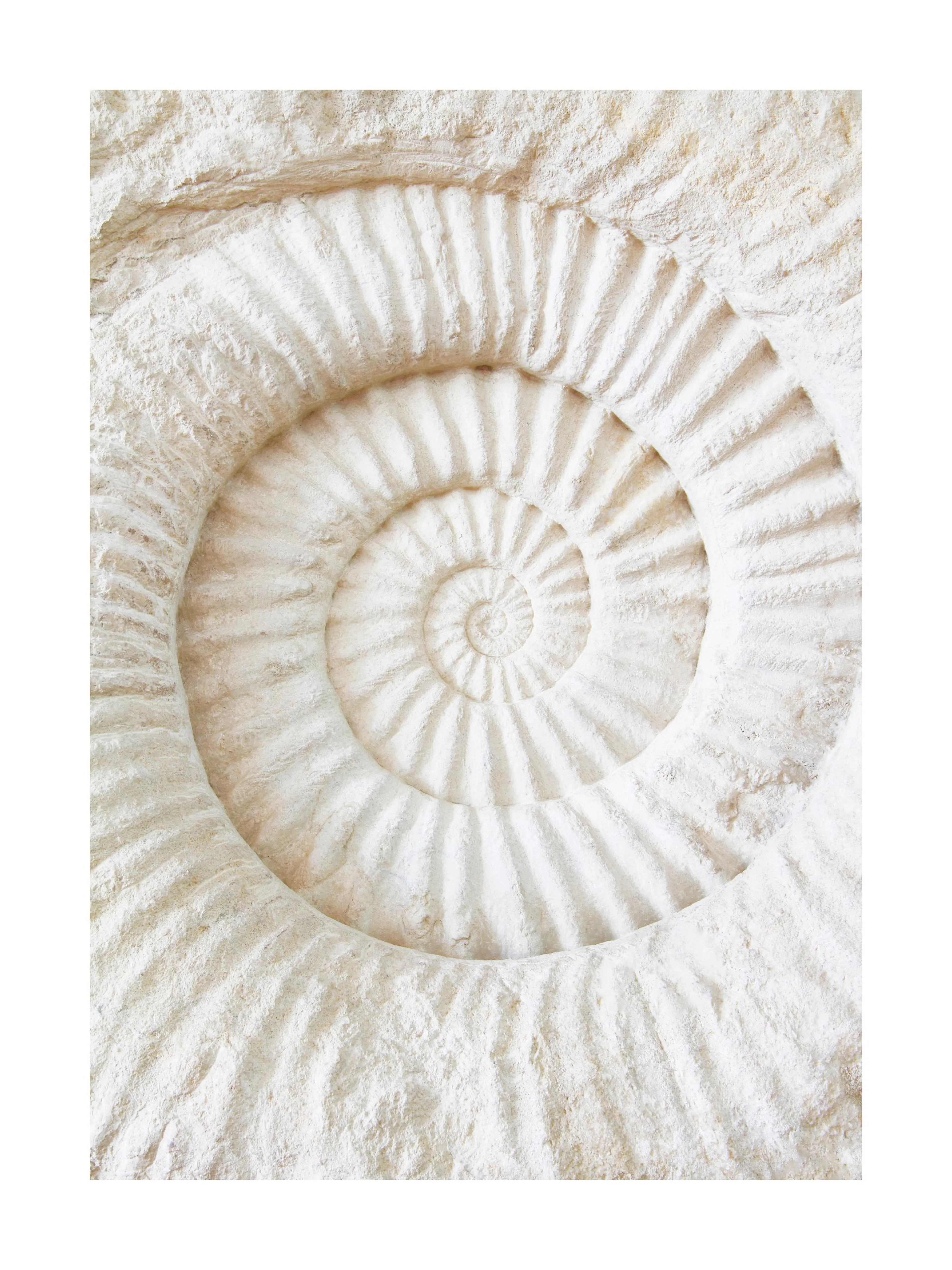 Póster de un fósil de amonita blanca con textura rugosa y forma de espiral.