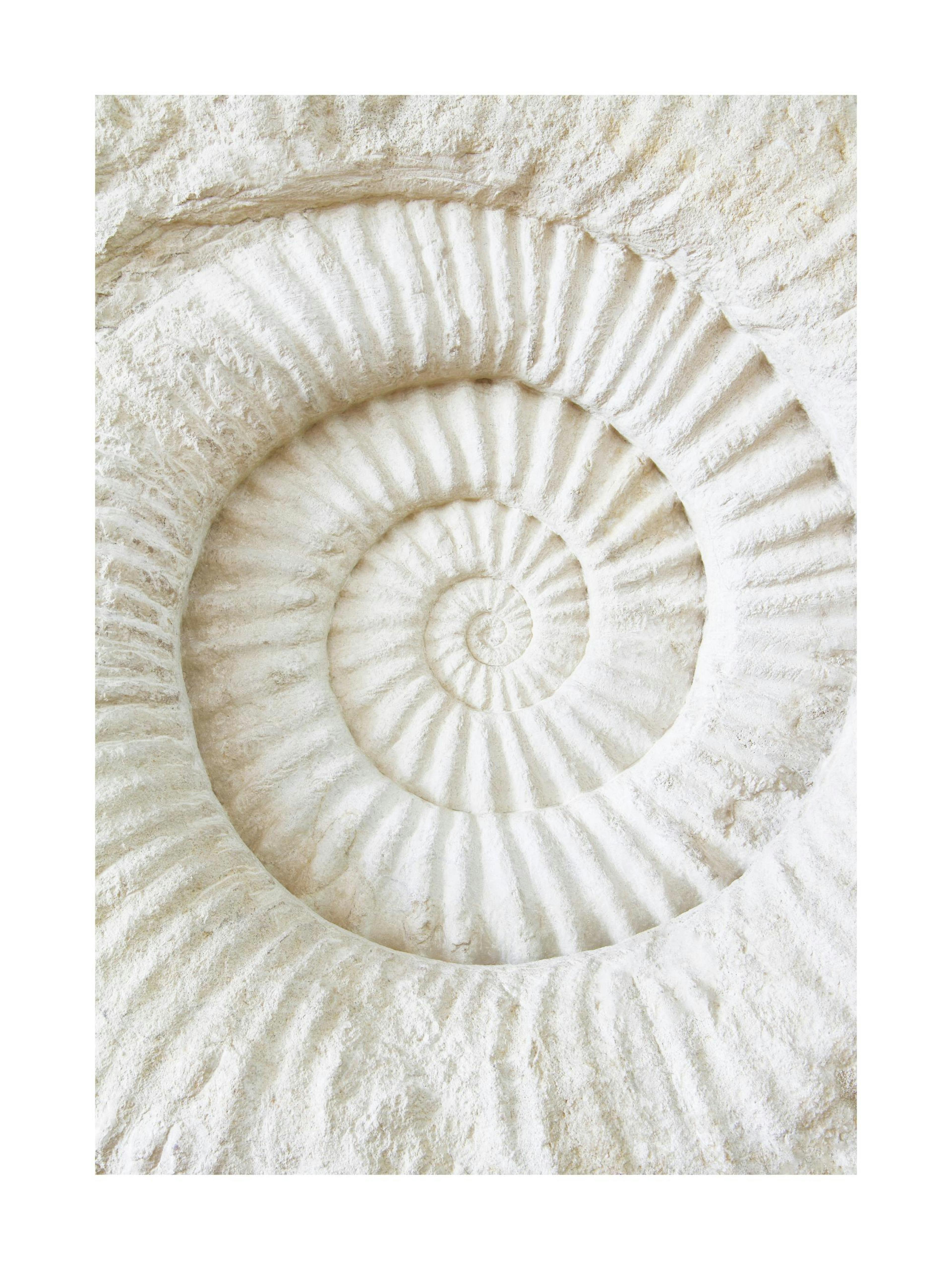 Fossil Stone Poster 0