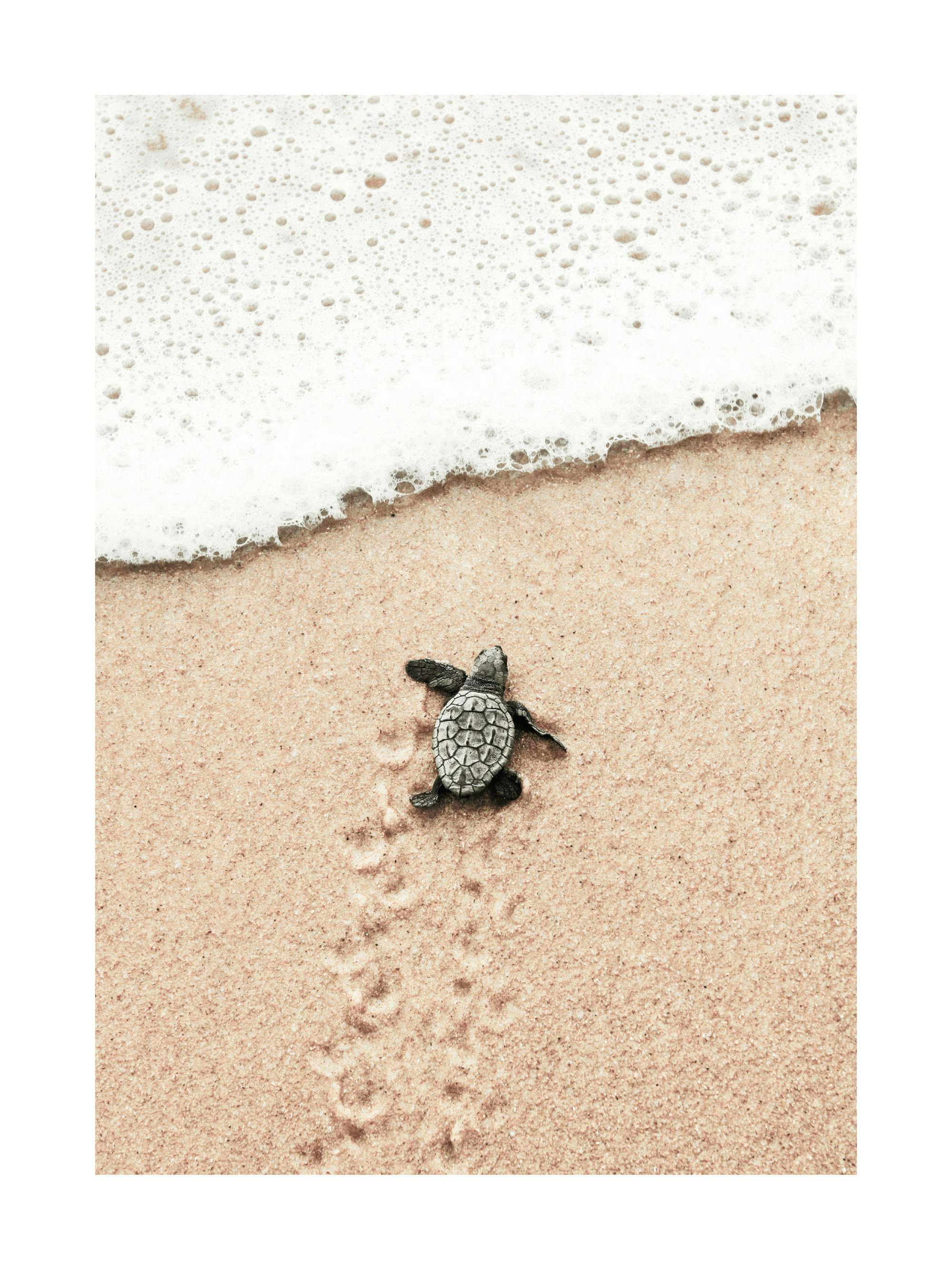 Plakat przedstawiający małego żółwia morskiego zostawiającego ślady na piasku, obok spienionej fali.