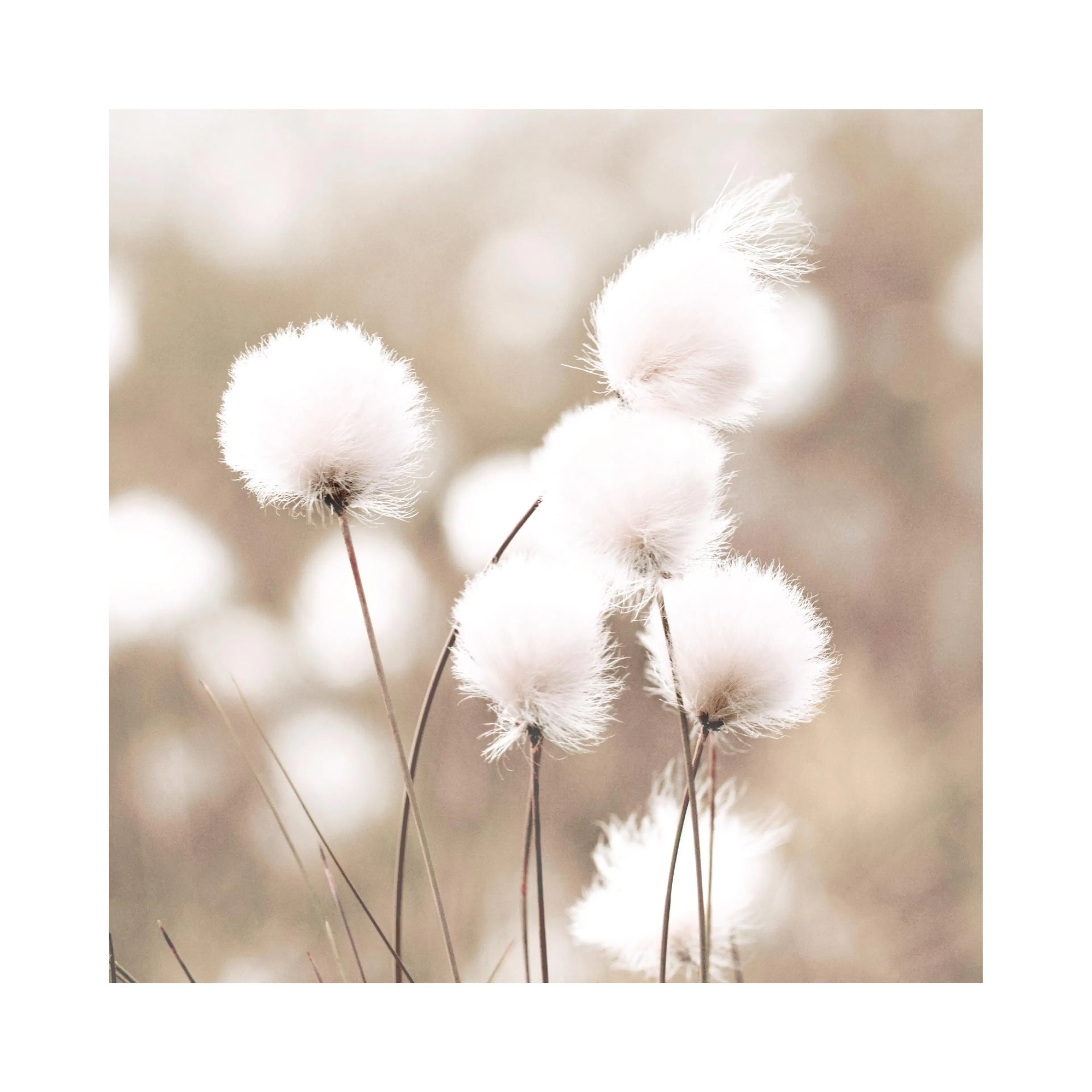 A poster featuring a close-up of fluffy white cotton grass flowers with slender stems on a soft, muted background.