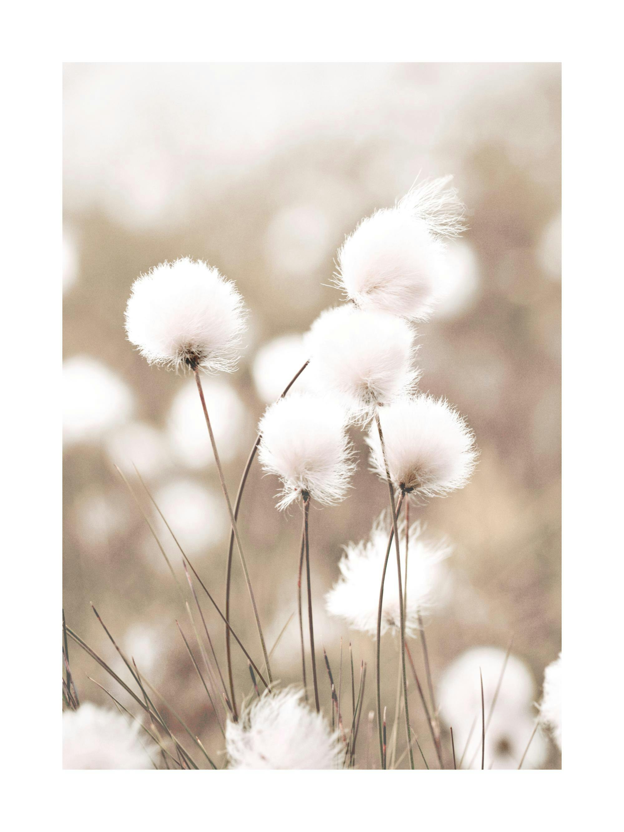 En poster som visar fluffiga, vita bomullsblommor med tunna stjälkar mot en mjukt suddig, ljusbrun bakgrund.