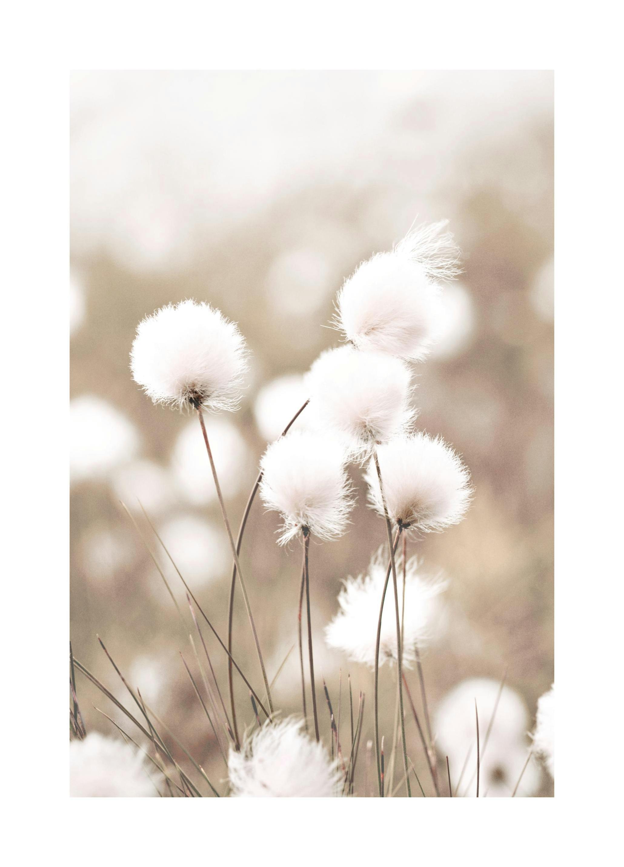 Cottongrass Poster (40x50 cm) - Poster Store
