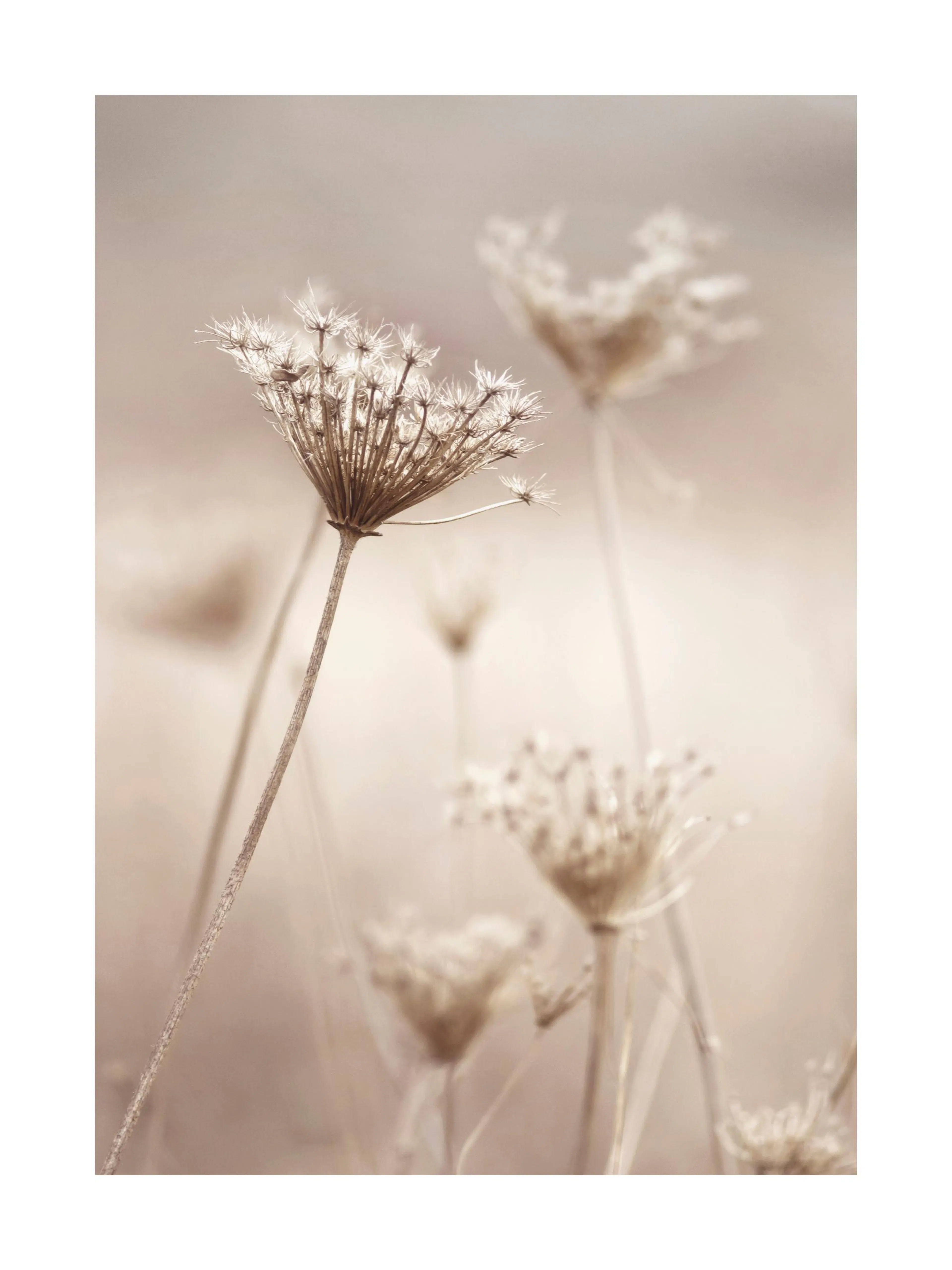 Poster con fiori secchi di colore beige chiaro che si stagliano su uno sfondo neutro e sfocato.