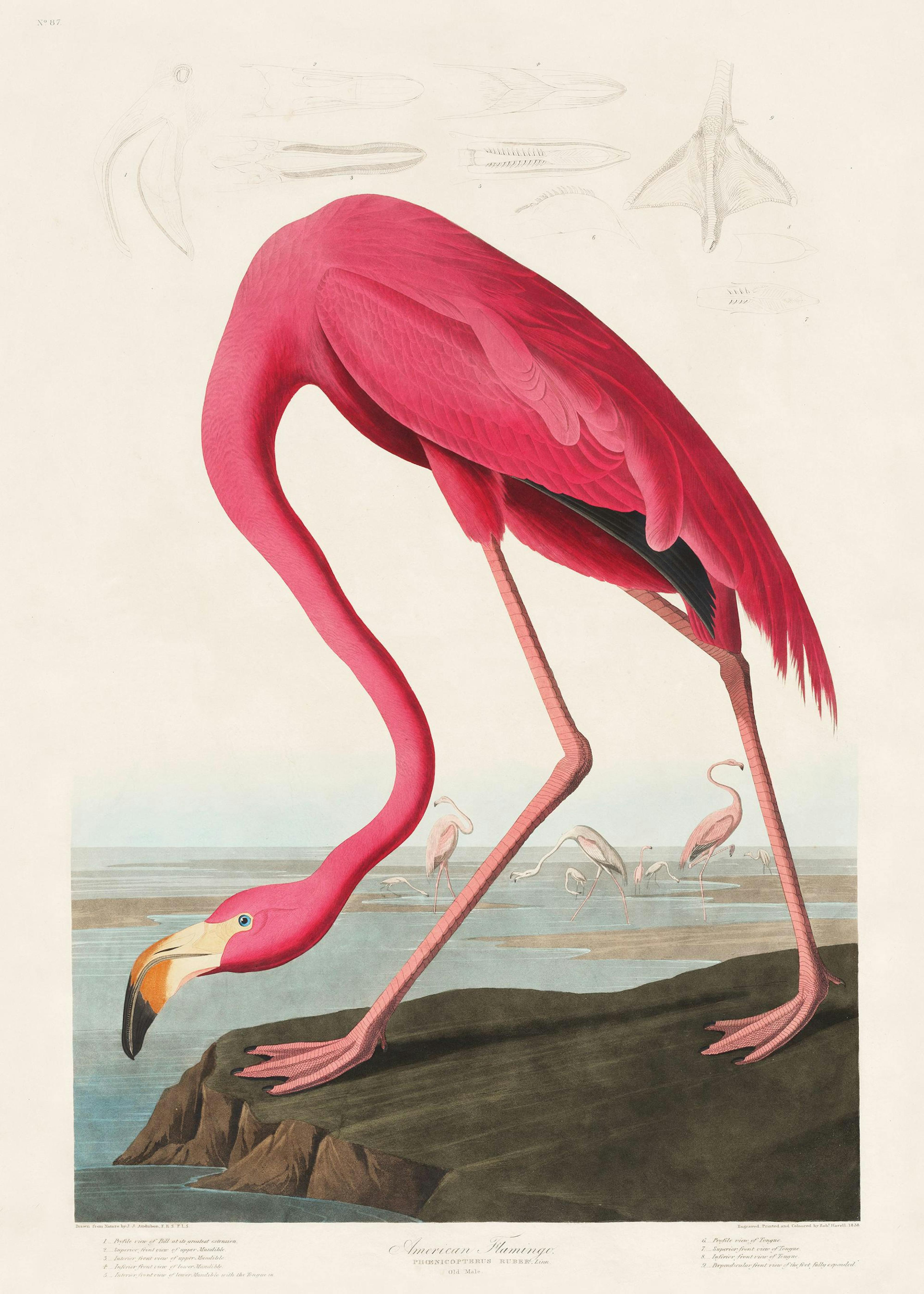 Audubon - Pink Flamingo from Birds of America poster 0