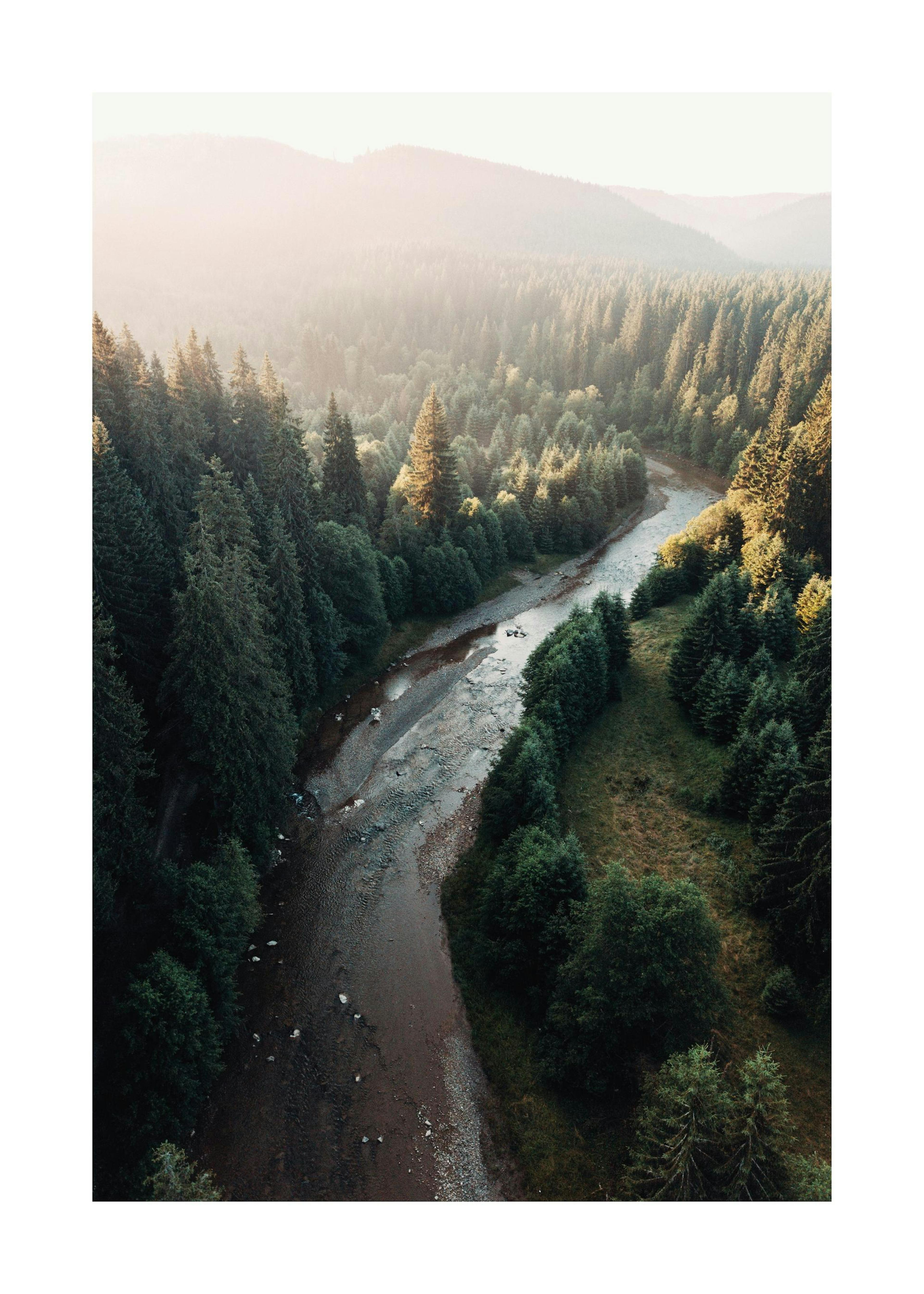 River in Forest Poster 0