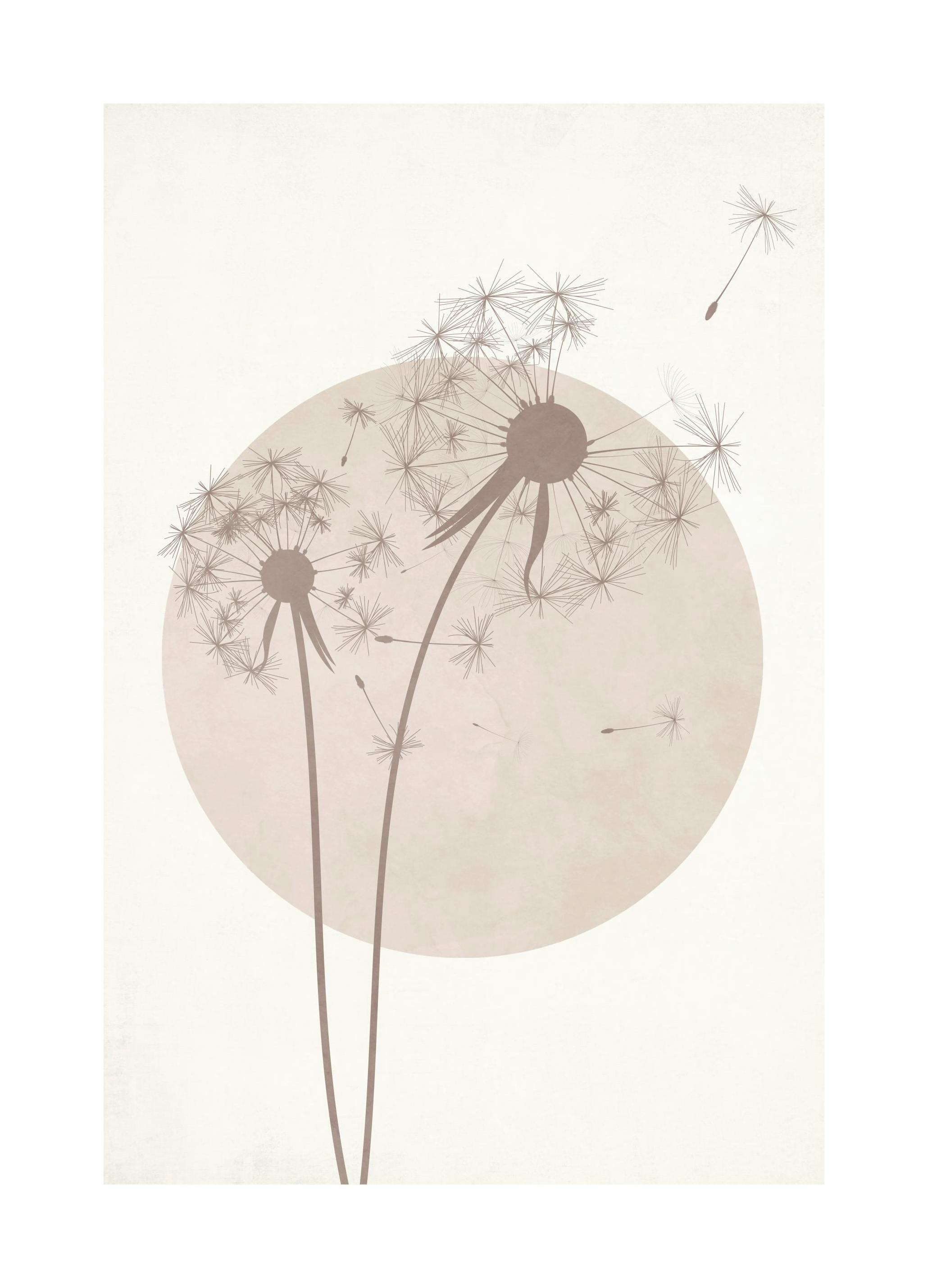 Graphic Dandelion Poster (50x70 cm) - Poster Store