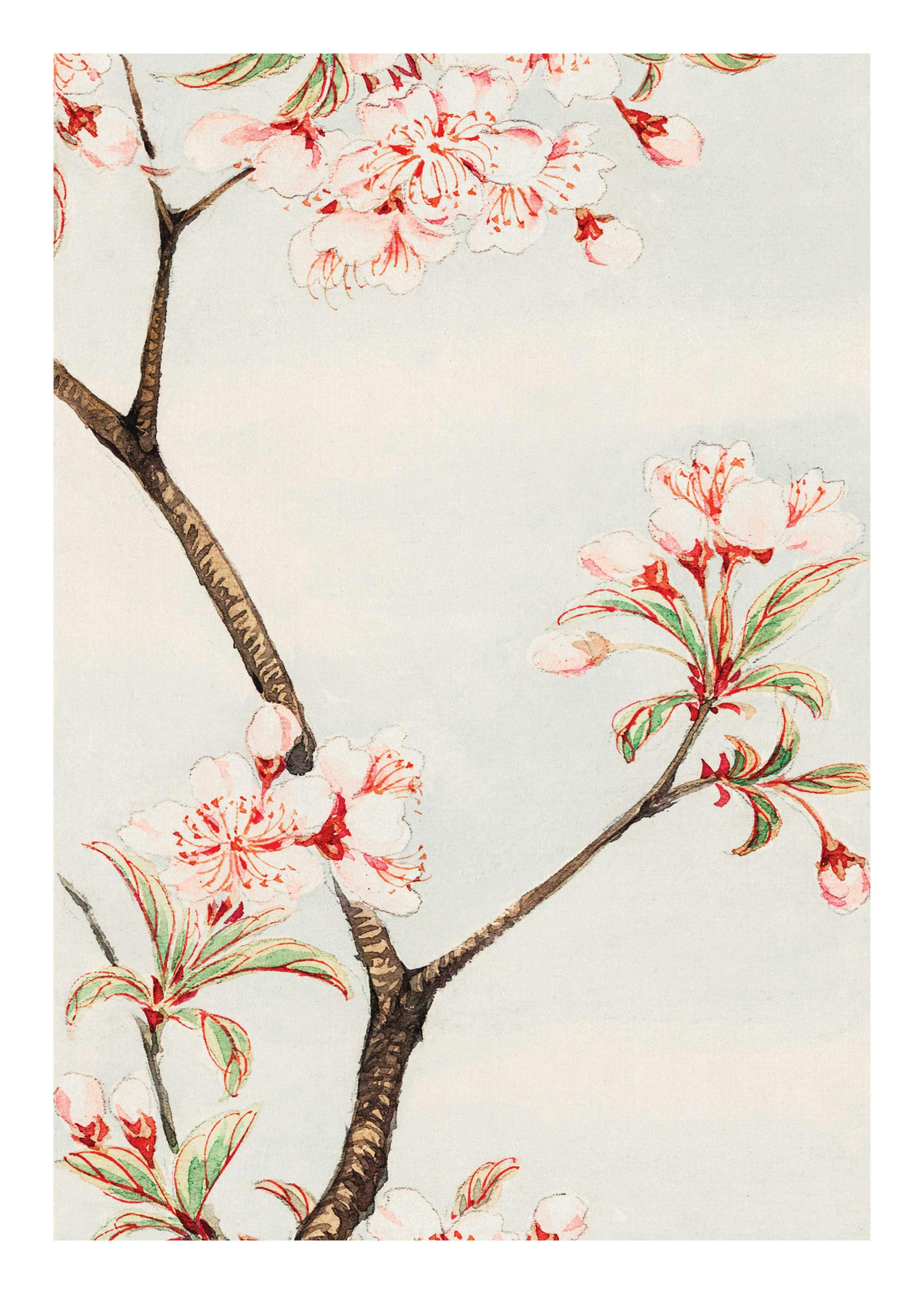 A poster featuring delicate pink cherry blossoms with green leaves and brown branches against a light background.