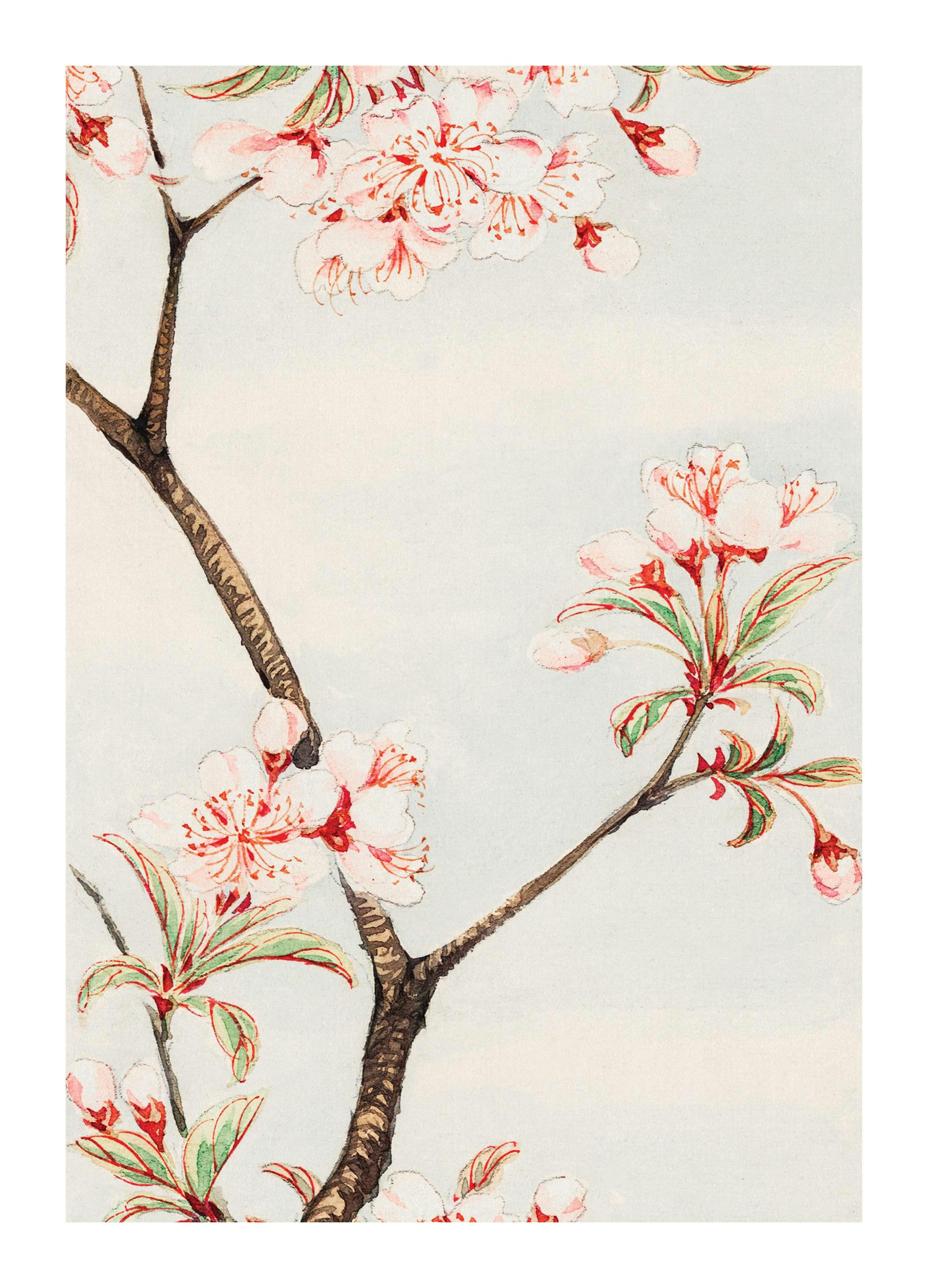 Megata Morikaga - Sakura Cherry Poster (50x70 cm) - Poster Store