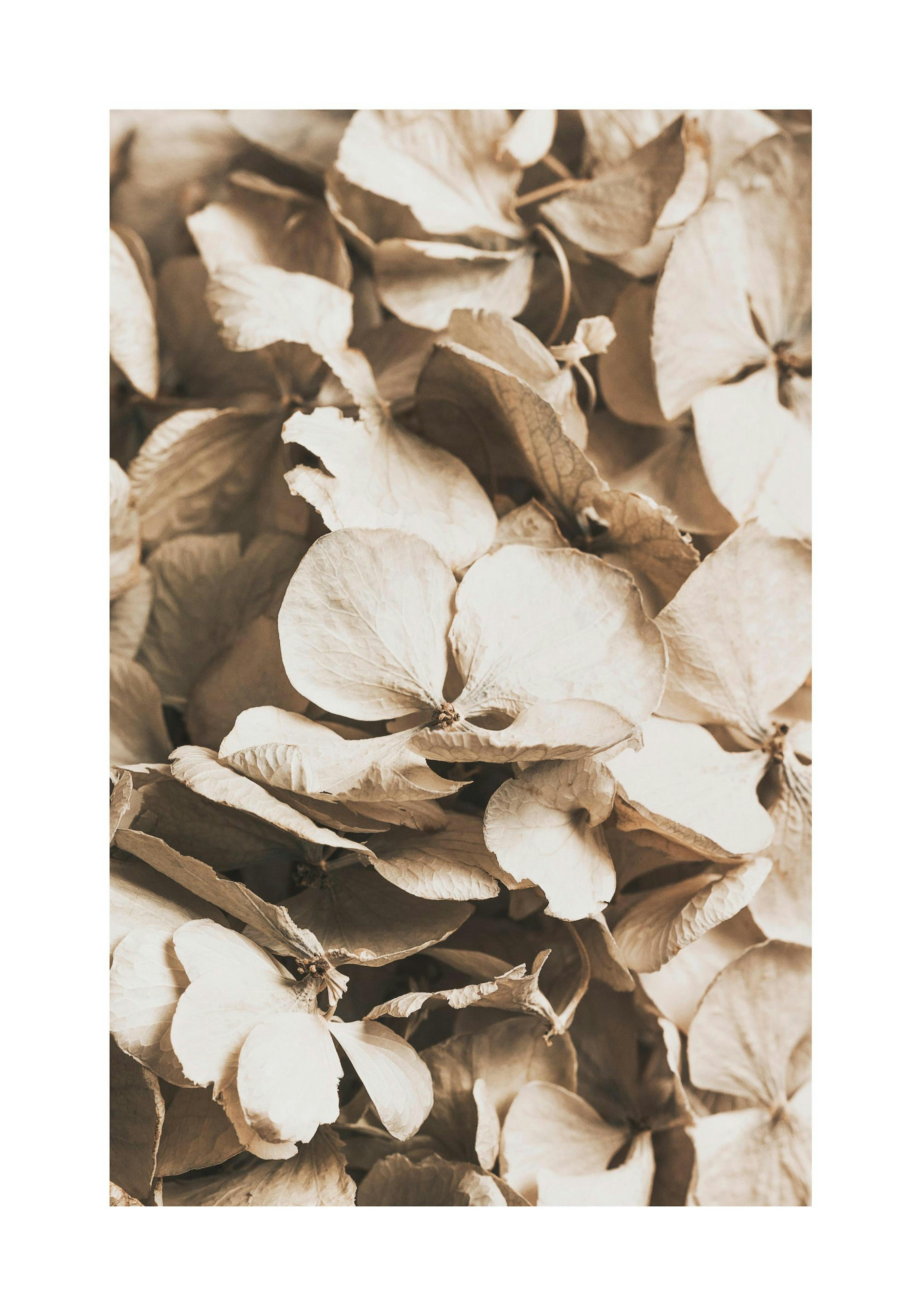Poster floral sépia de fleurs dhortensia, accroché au-dessus dun lit avec oreillers blancs et lampe de chevet dorée.