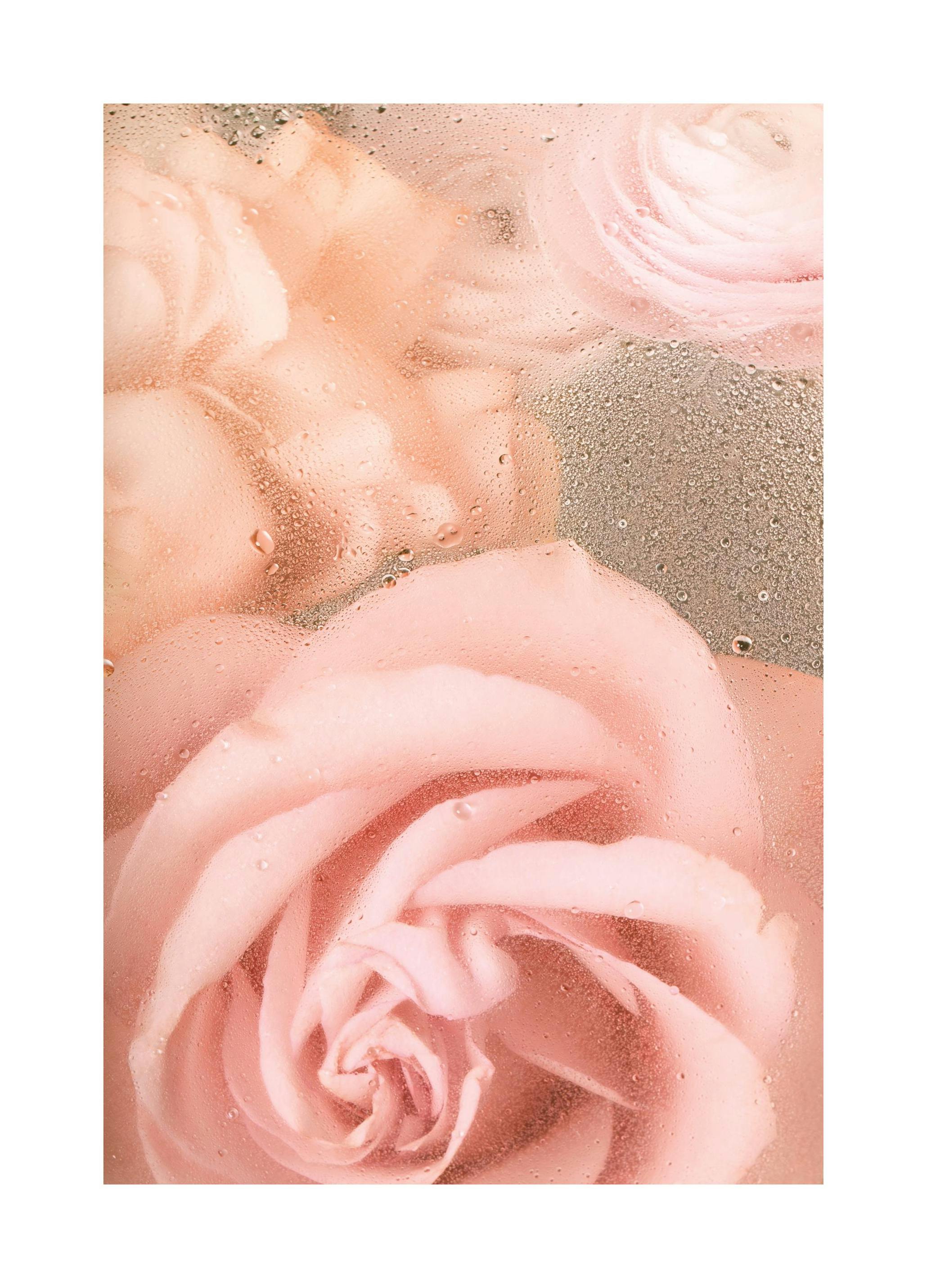 Romantische Rozen No1 Poster (50x70 cm) - Poster Store