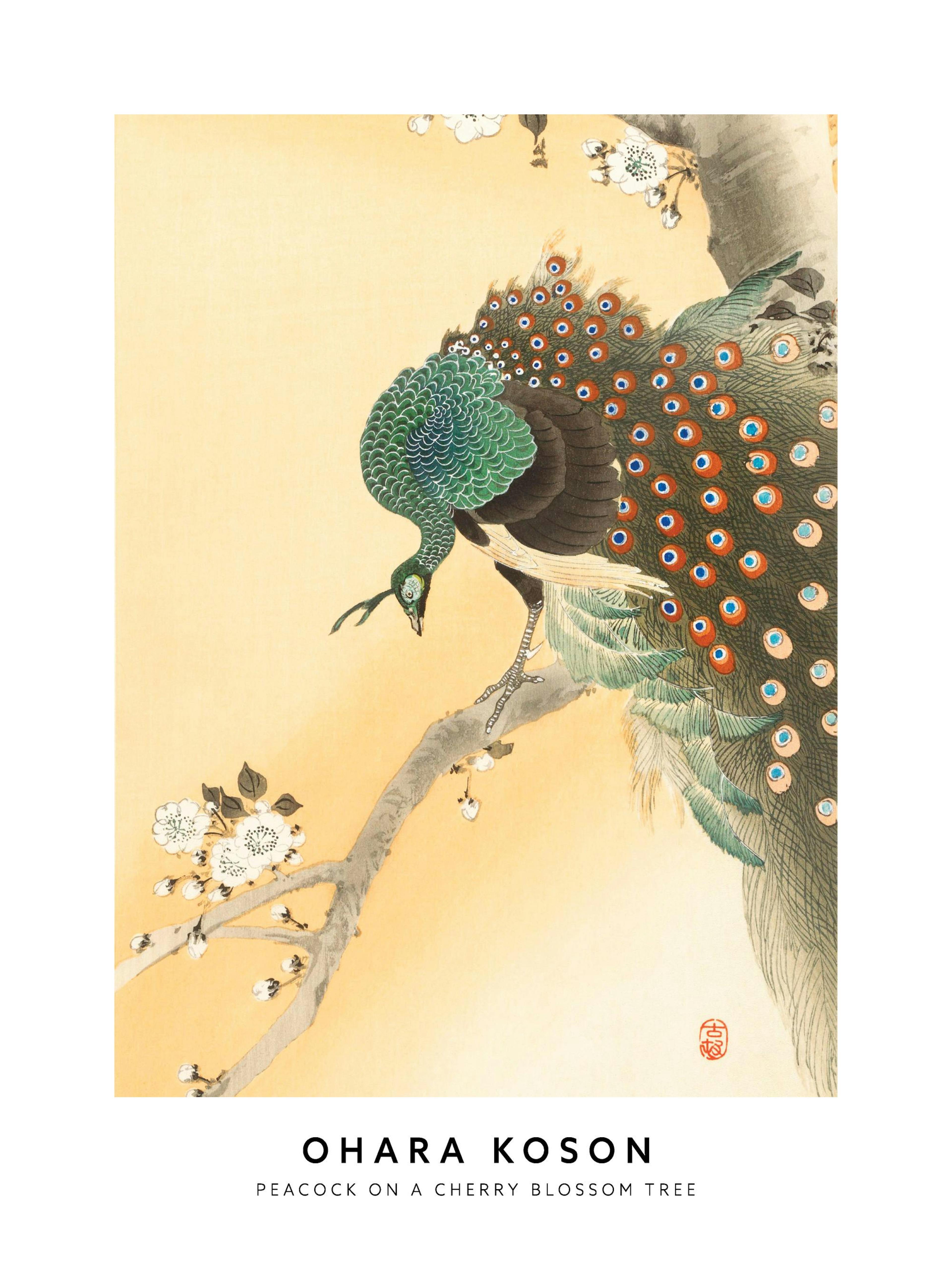 Plakát s japonskou ilustrací páva s barevným peřím sedícího na větvi kvetoucí třešně.