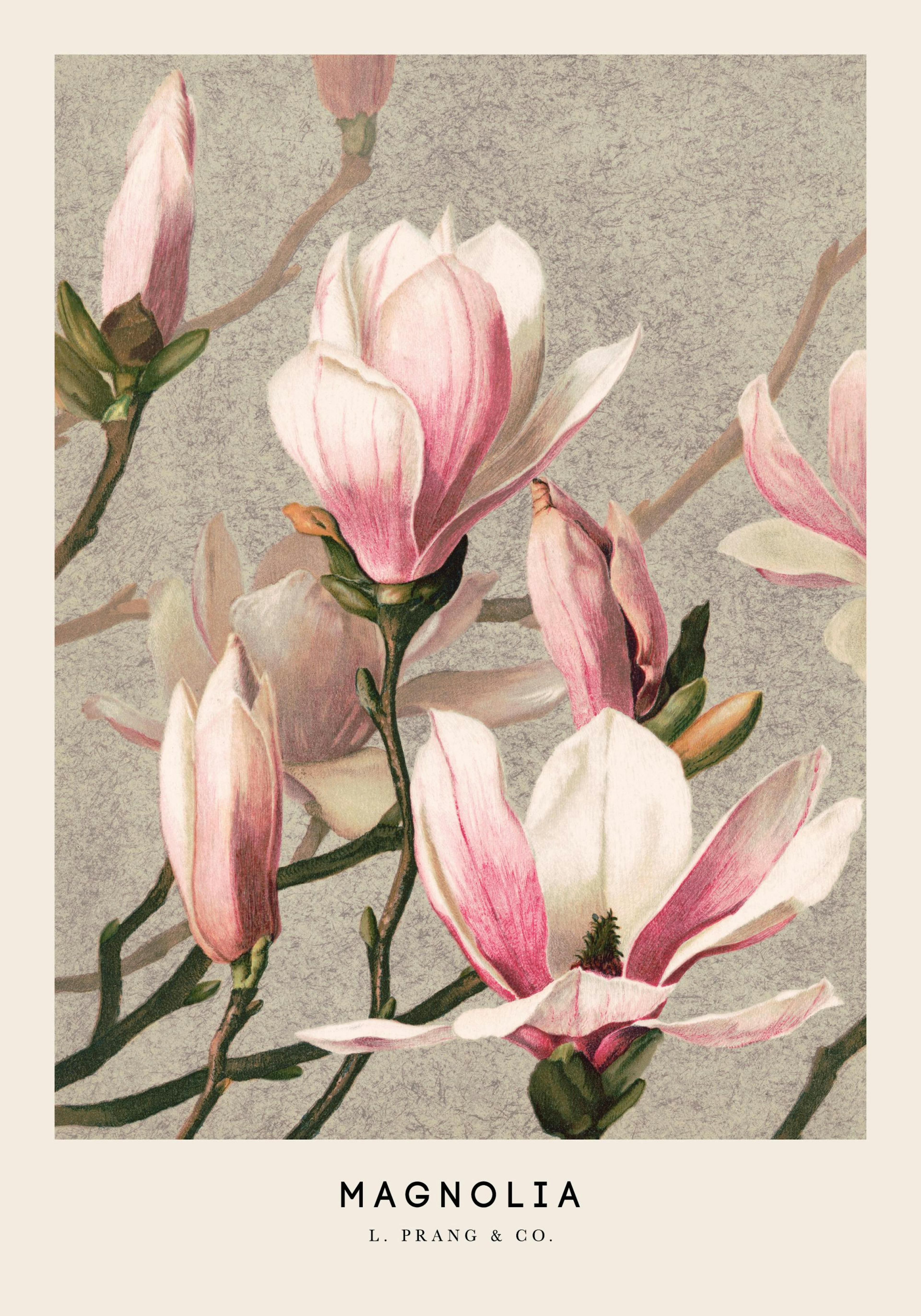 Ein Poster mit rosa Magnolienblüten und Knospen auf beigefarbenem Hintergrund, mit holzigen Stielen.