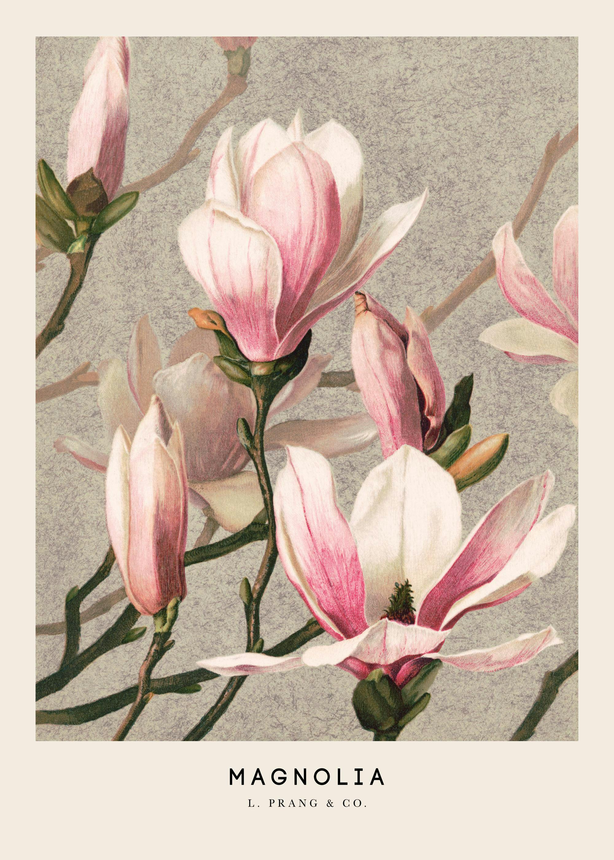A poster featuring a vibrant botanical illustration of pink and white magnolia blossoms and buds on branches.
