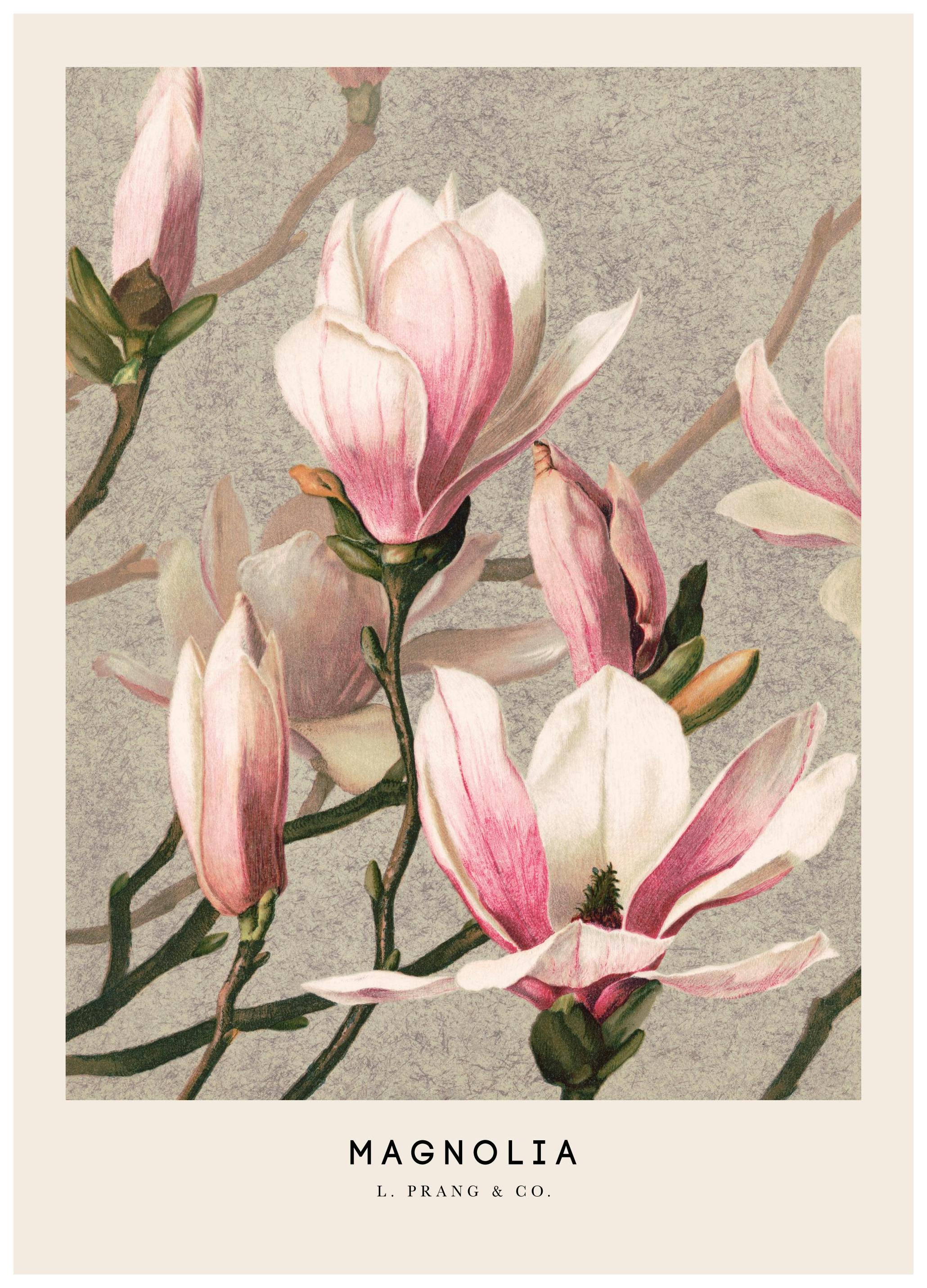 L. Prang & Co. - Magnolia Poster (21x30 cm) - Poster Store