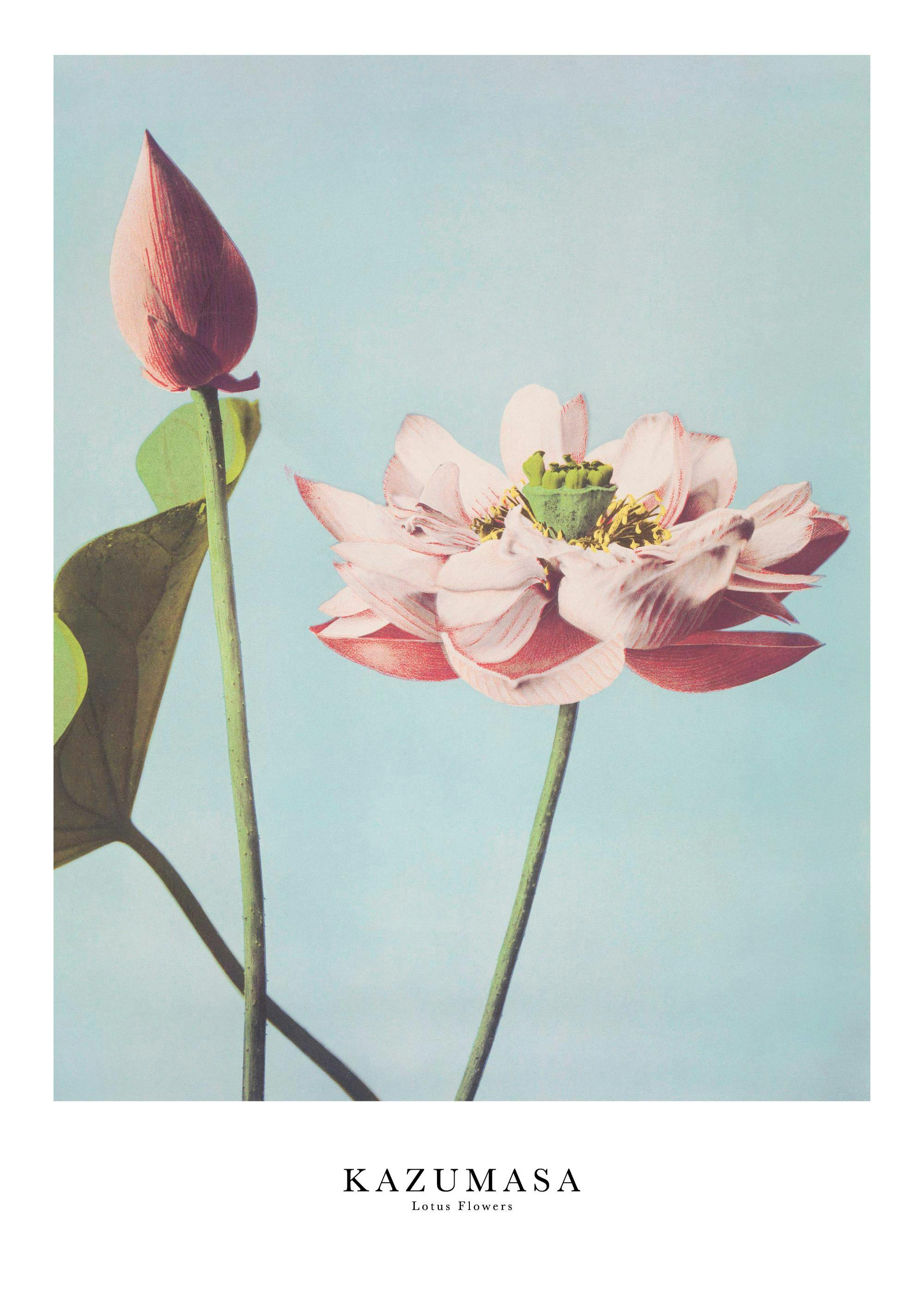 A poster featuring a pink lotus flower in full bloom and a closed bud against a light blue background.