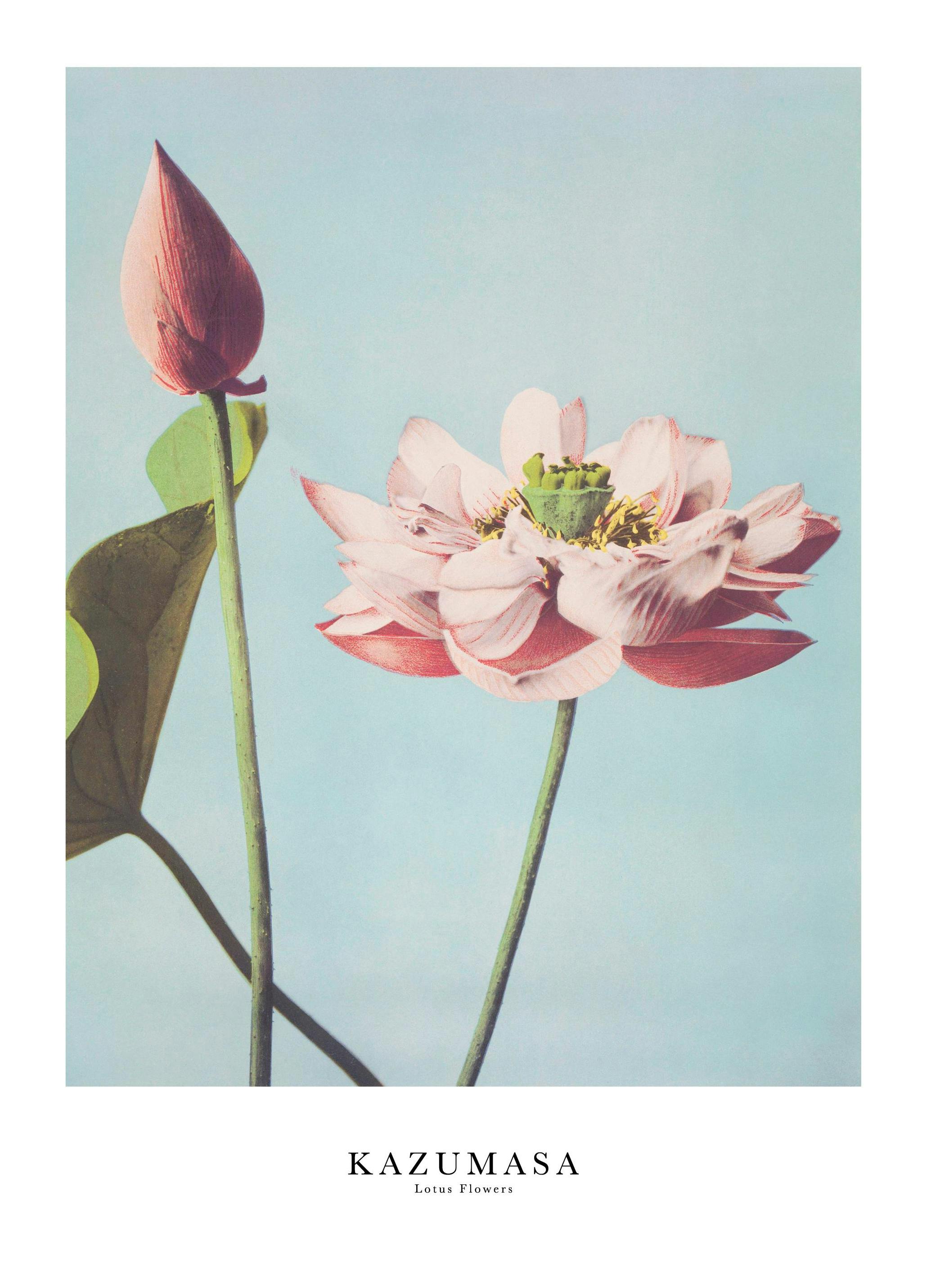 Ogawa Kazumasa - Fleurs de Lotus Poster (50x70 cm) - Poster Store