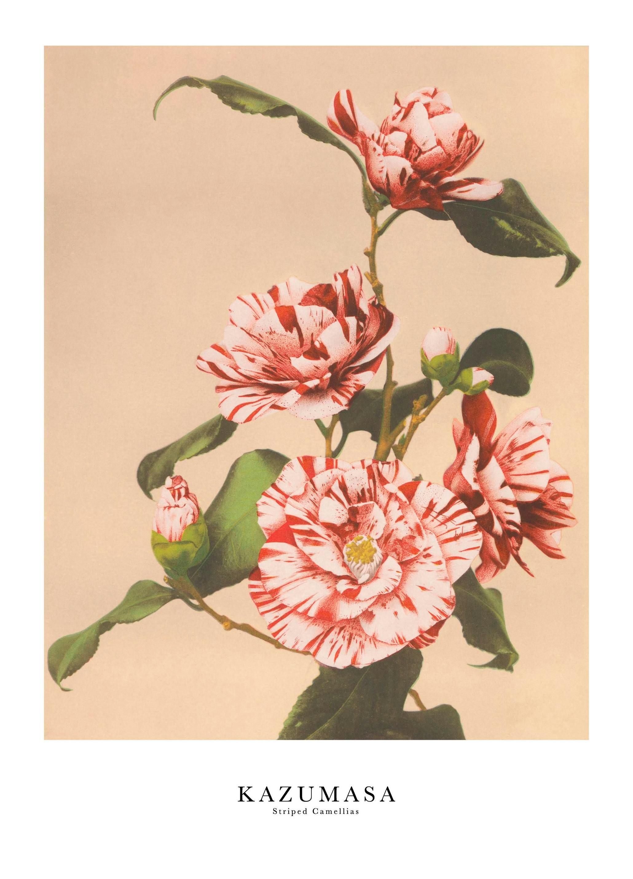 Ogawa Kazumasa - Striped Camellias Poster (30x40 cm) - Poster Store