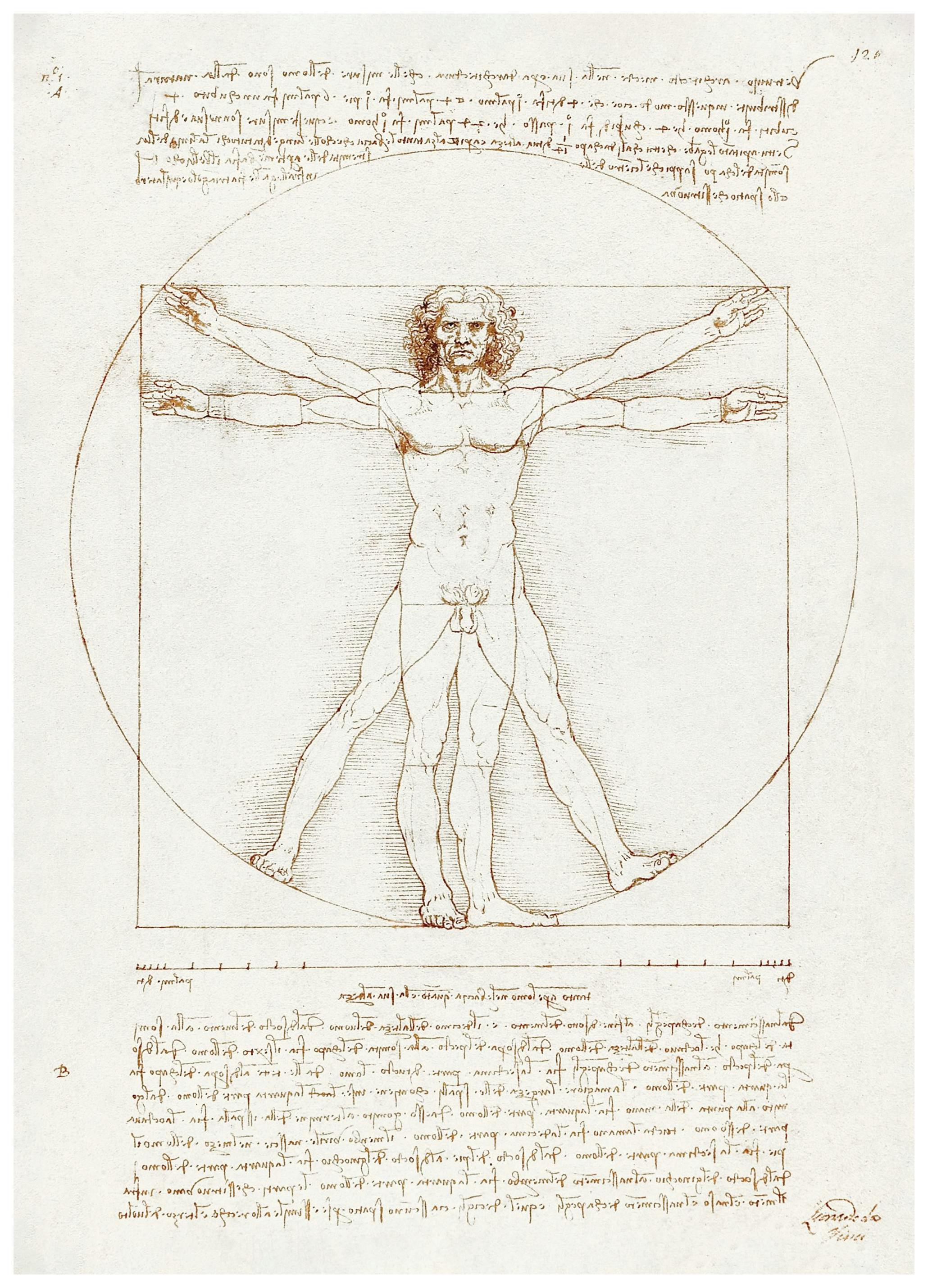 Leonardo Da Vinci - Vitruvian Man Poster (50x70 cm) - Poster Store