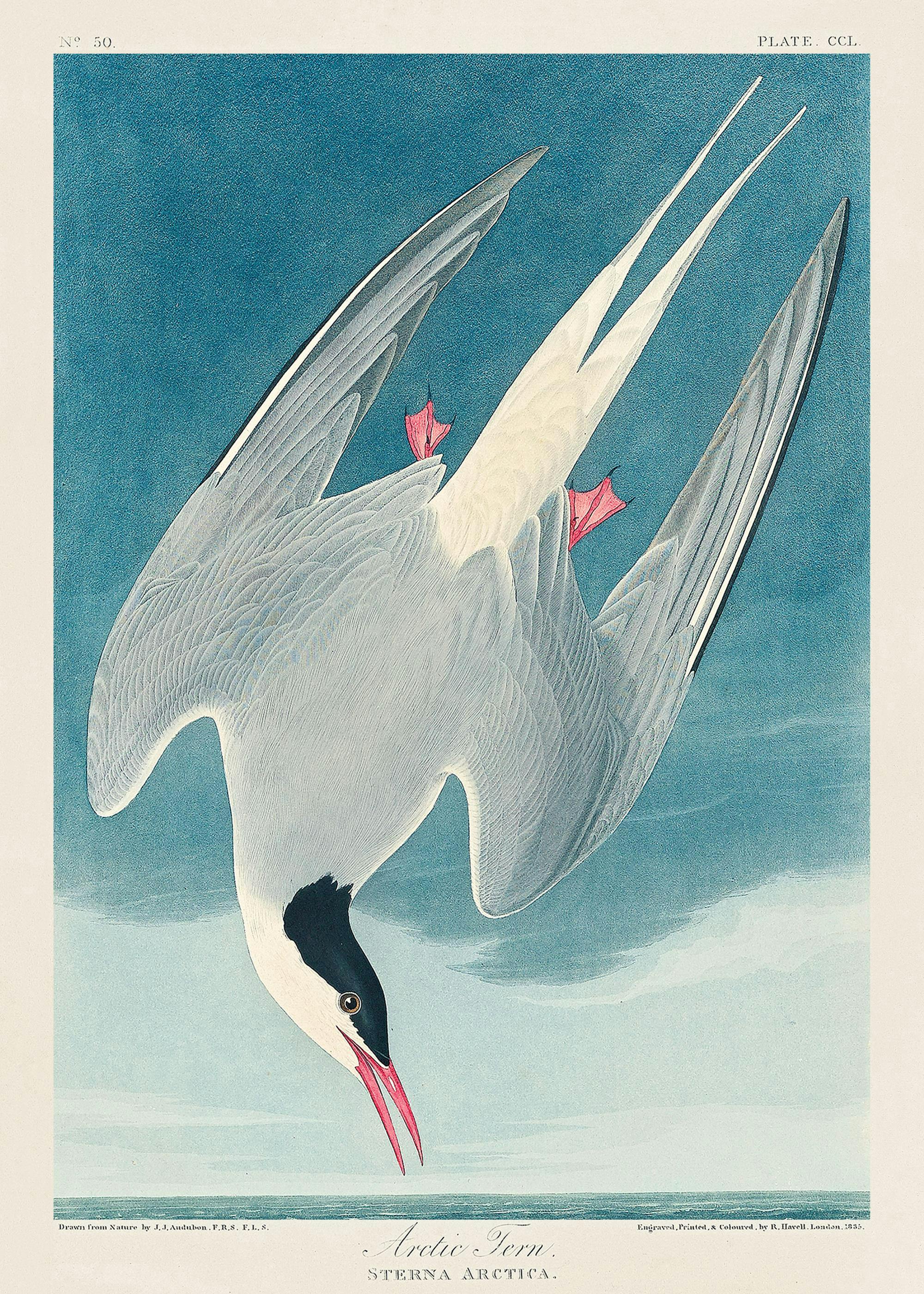 Poster: Ein natürliches Aquatinta-Gemälde einer arktischen Seeschwalbe mit grauen Flügeln und einem roten Schnabel, die vor eine