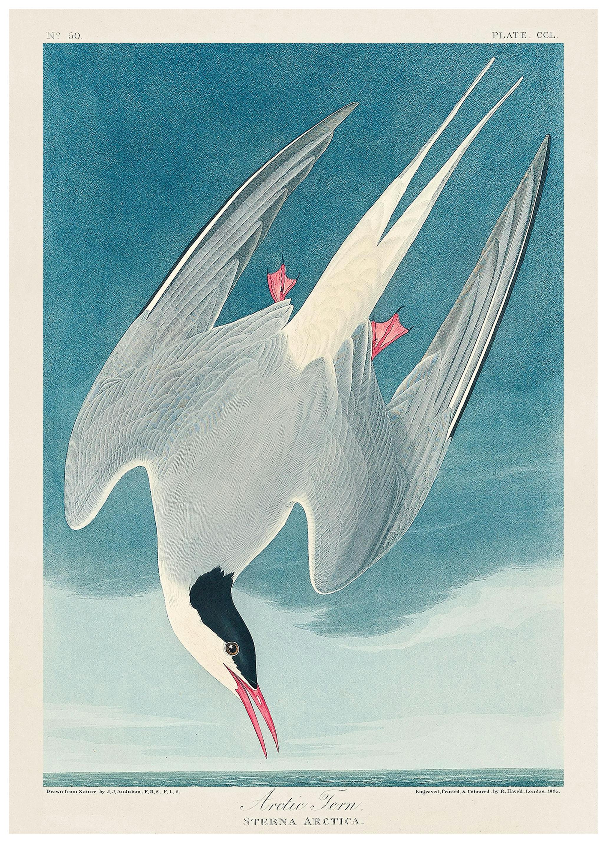 Audubon - Sterne Arctique de Birds of America Poster (30x40 cm) - Poster Store