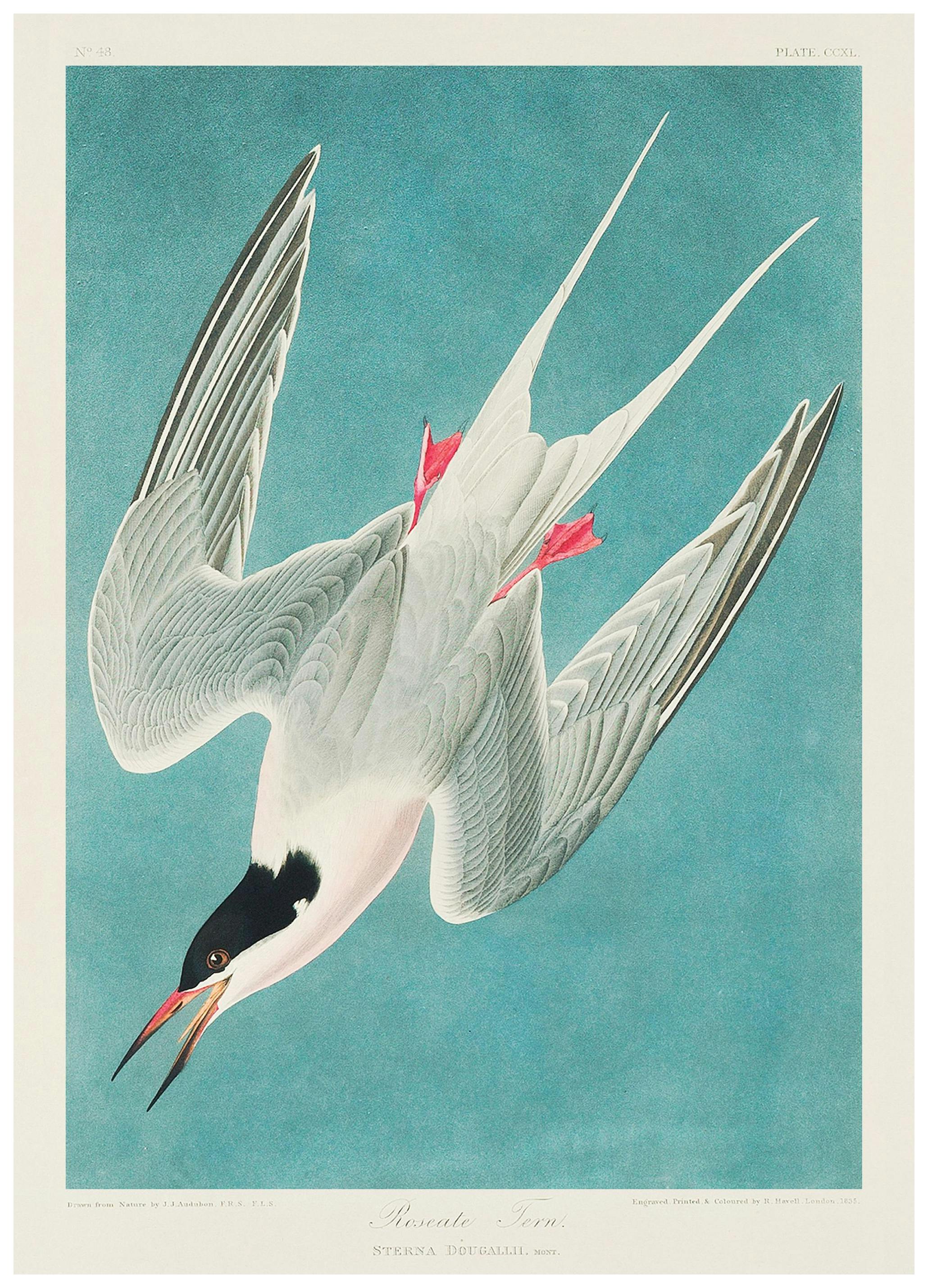 Audubon - Sterne de Dougall from Birds of America Poster (30x40 cm) - Poster Store