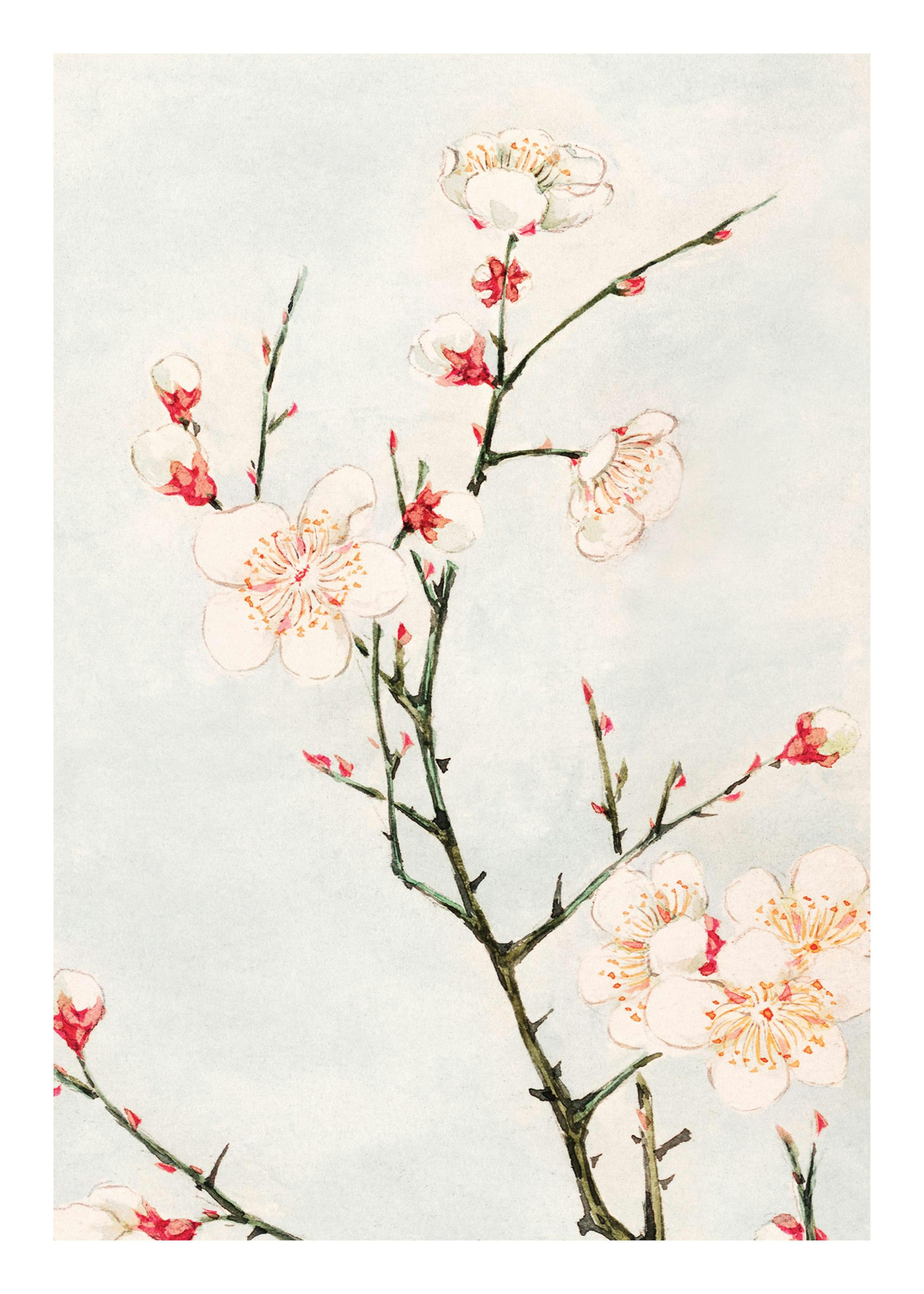 A poster featuring a branch with delicate white and pink cherry blossoms and buds against a pale background.