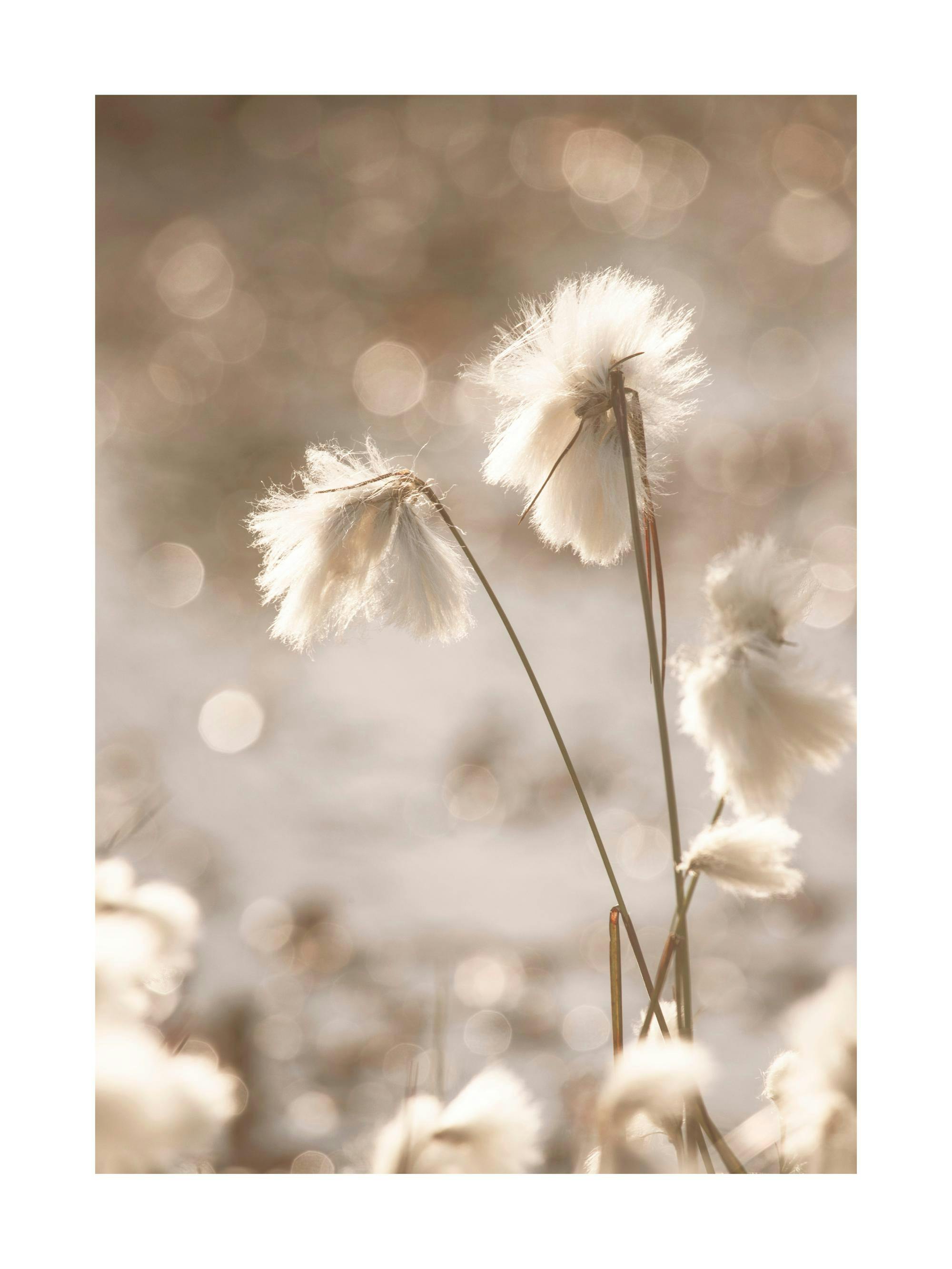 Plakát s detailním záběrem na chmýří suchopýru v teplých béžových tónech s rozostřeným pozadím.