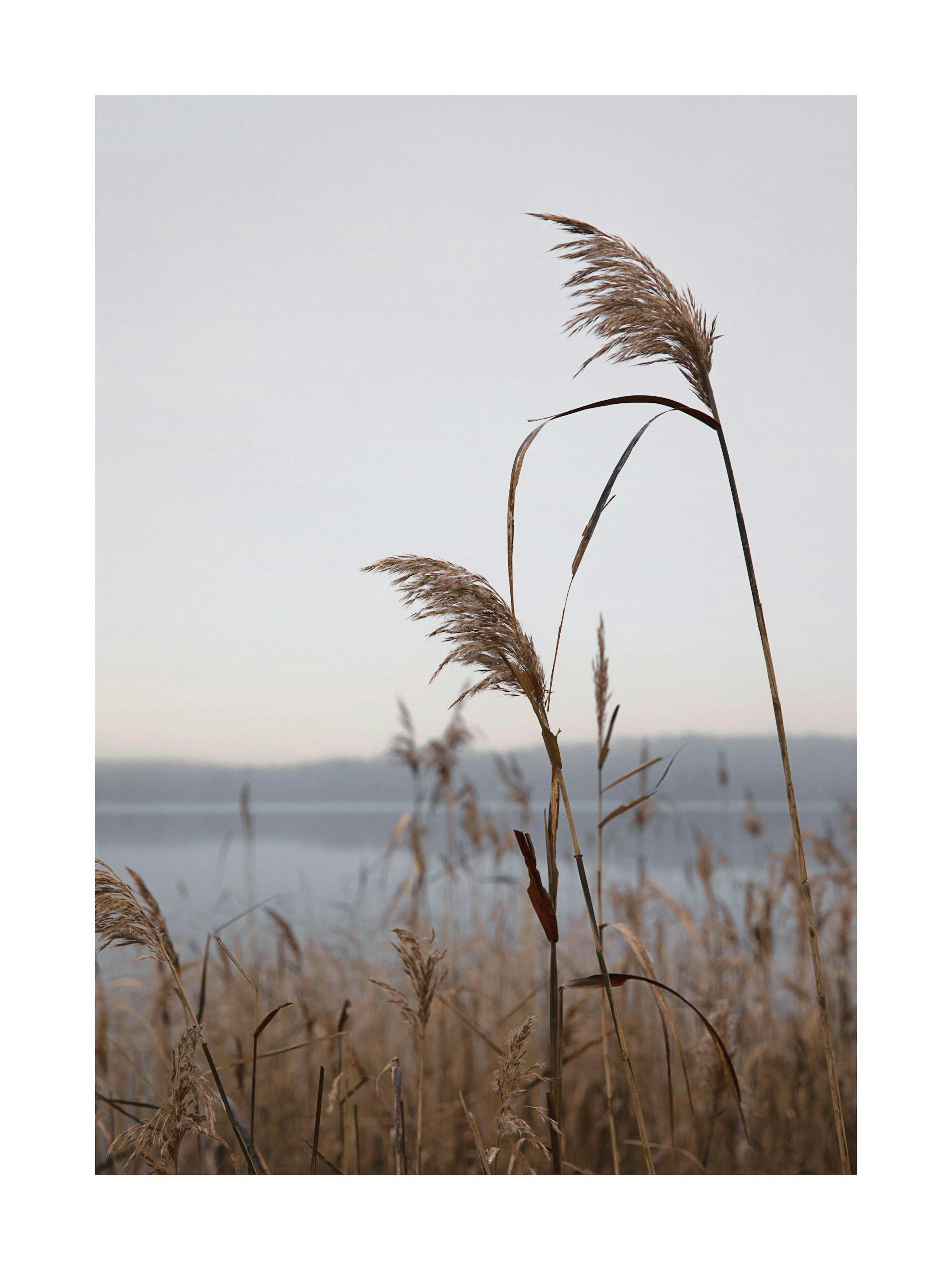 A poster featuring tall, feathery brown reeds against a soft grey sky and blurred lake background.
