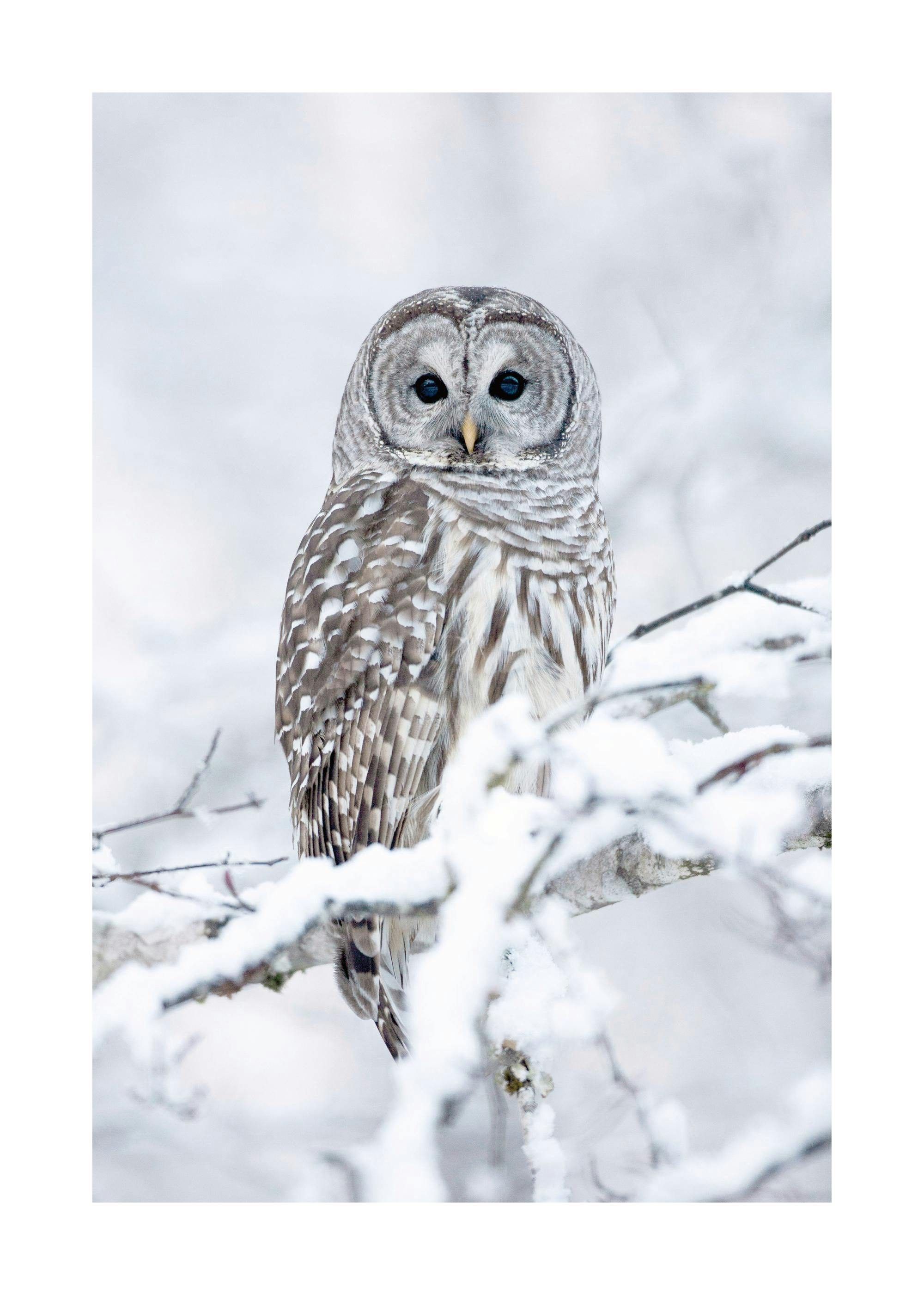 Poster dune chouette rayée au plumage gris et blanc, posée sur une branche enneigée en hiver.