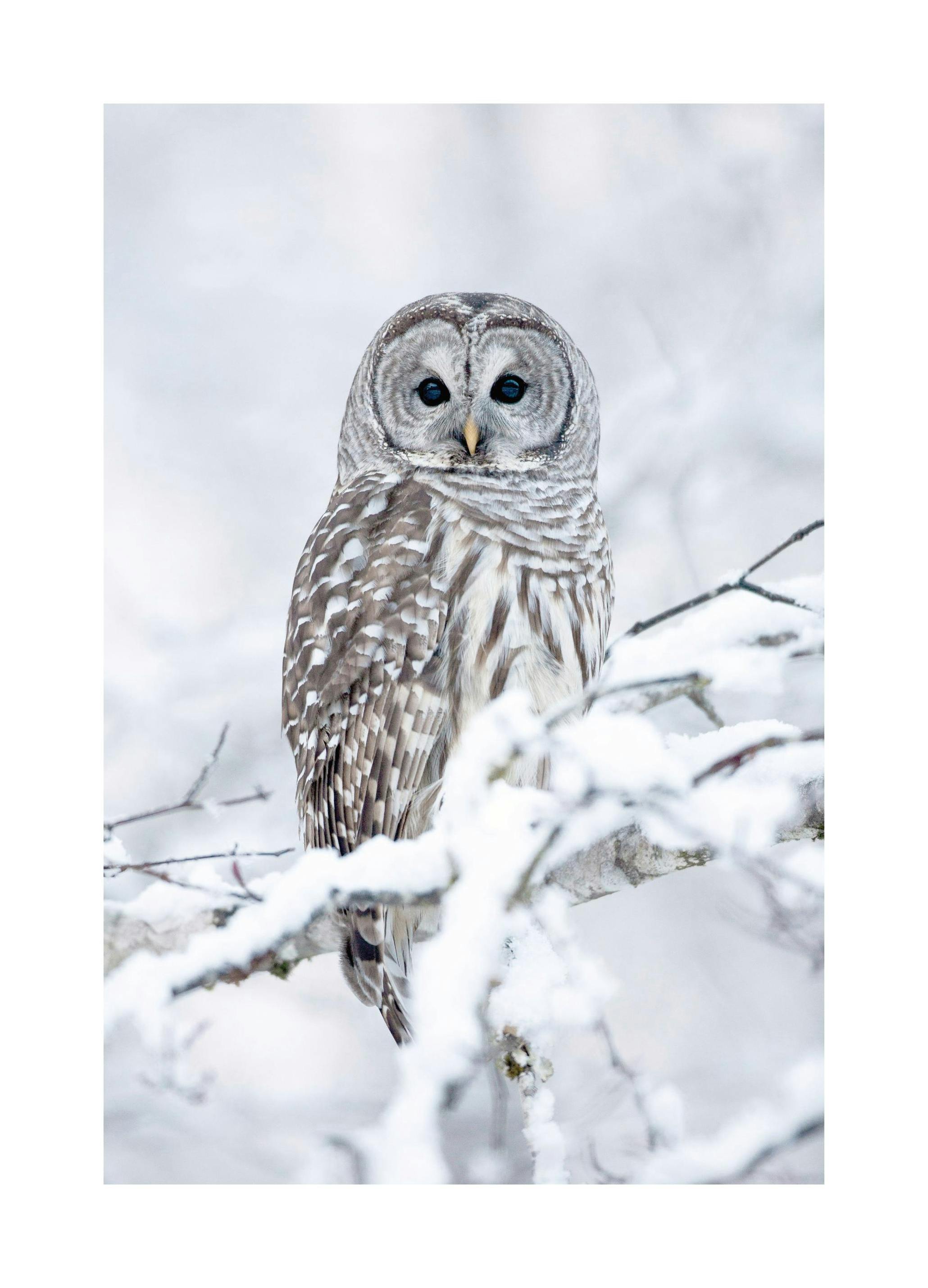 Barred Owl Poster (30x40 cm) - Poster Store