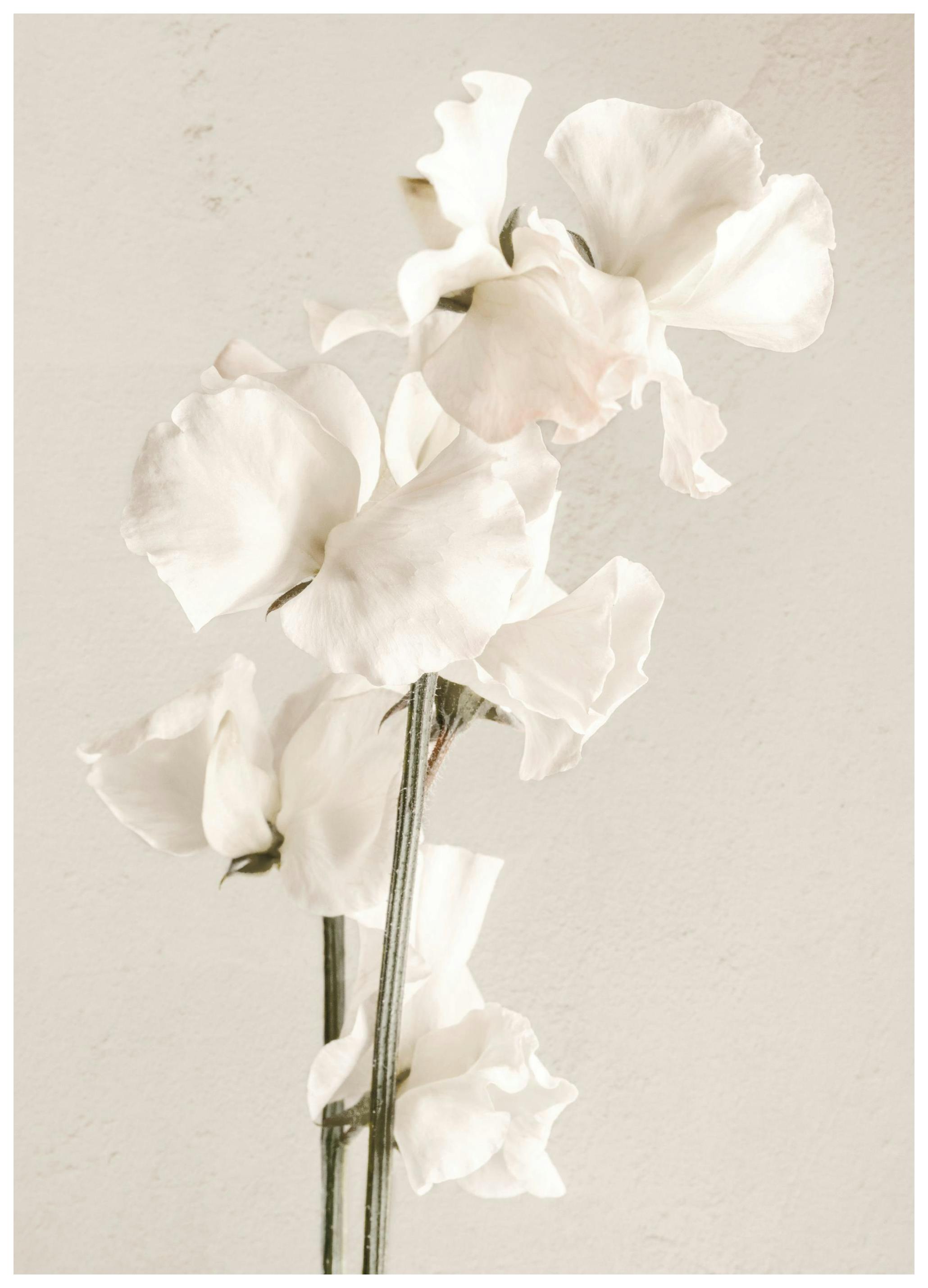 In volle bloei, poster (30x40 cm) - Poster Store