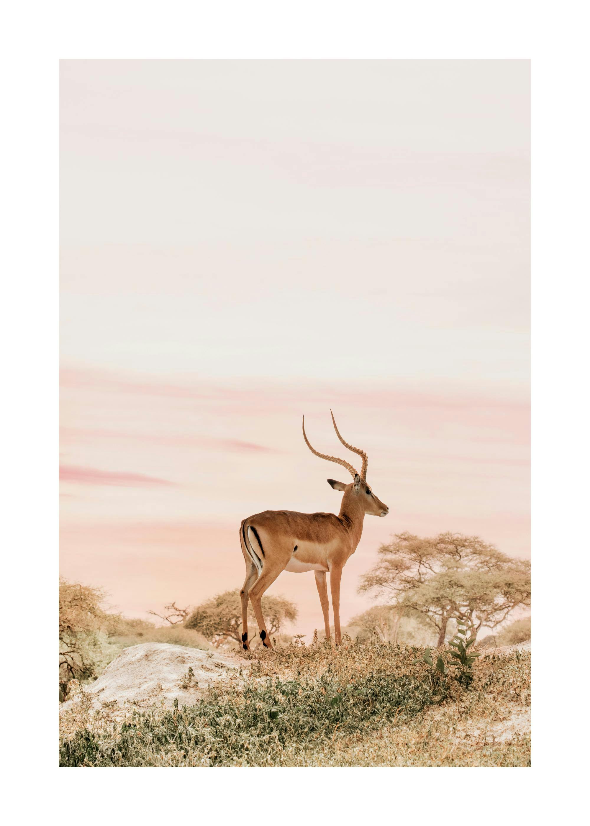 Ein Poster einer Impala-Antilope mit langen Hörnern in einer Savannenlandschaft bei Sonnenuntergang.
