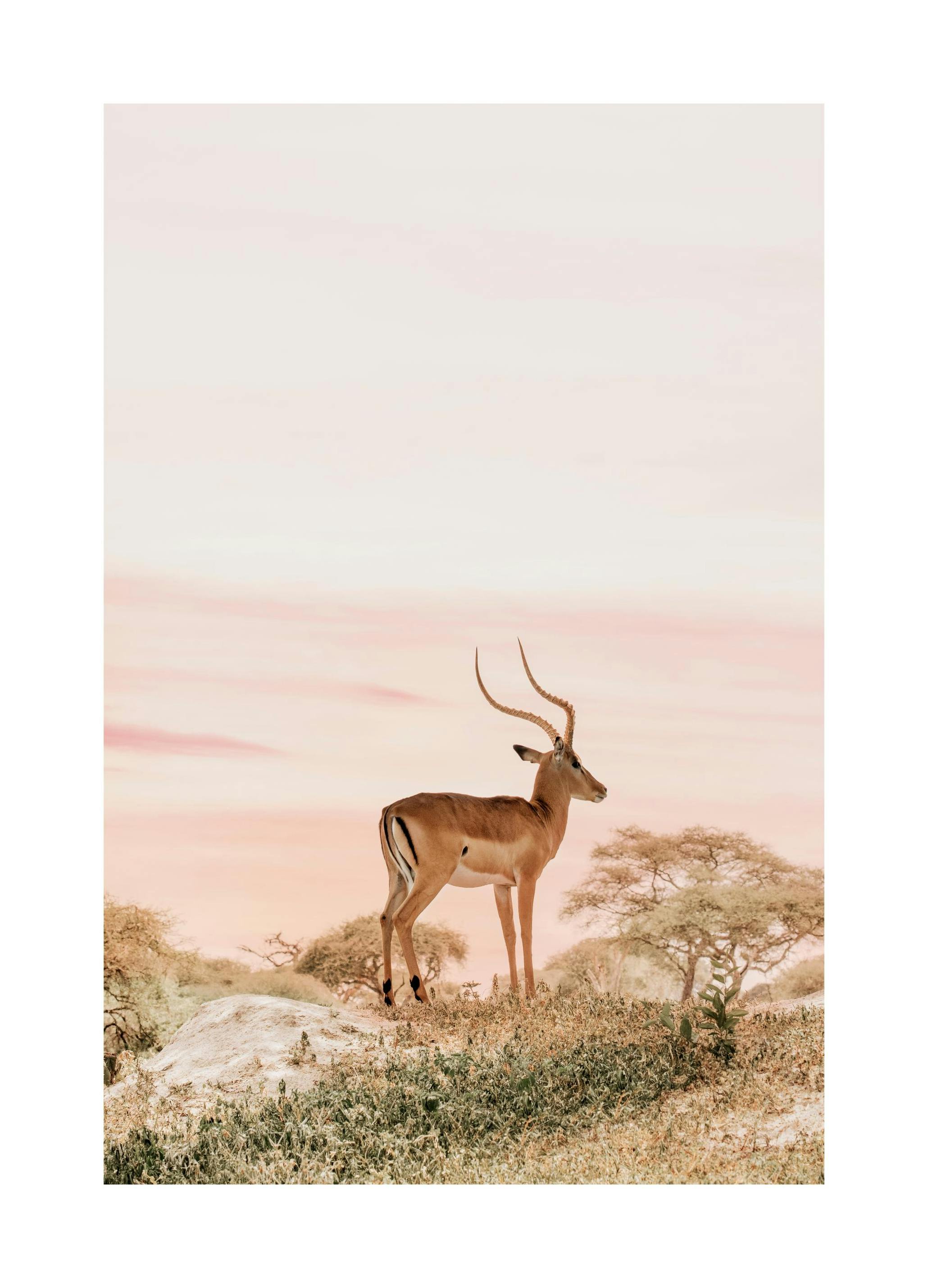 Drømmende Impala Plakat (50x70 cm) - Poster Store