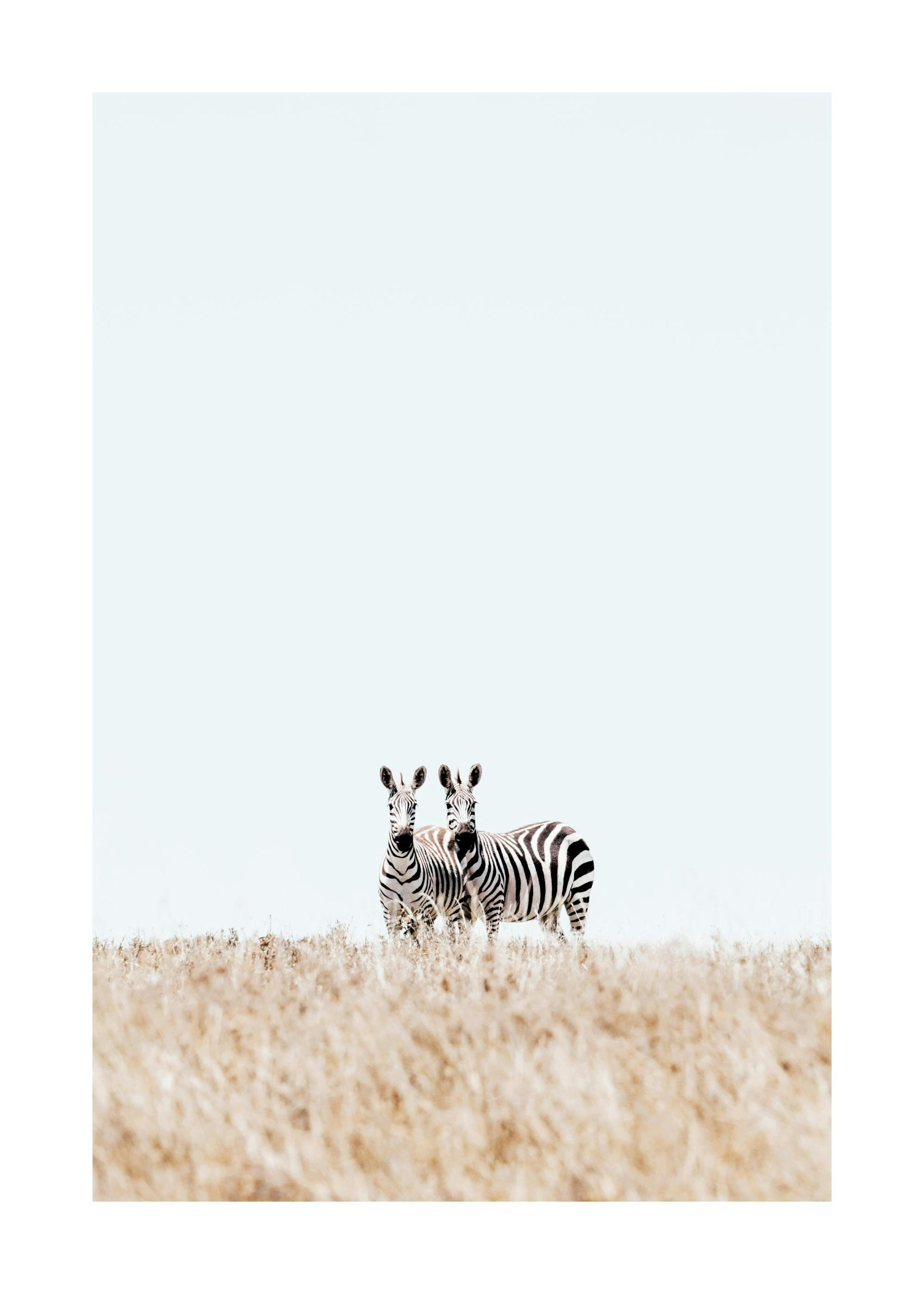 A poster featuring two zebras standing in dry, tall grass under a bright, light blue sky.