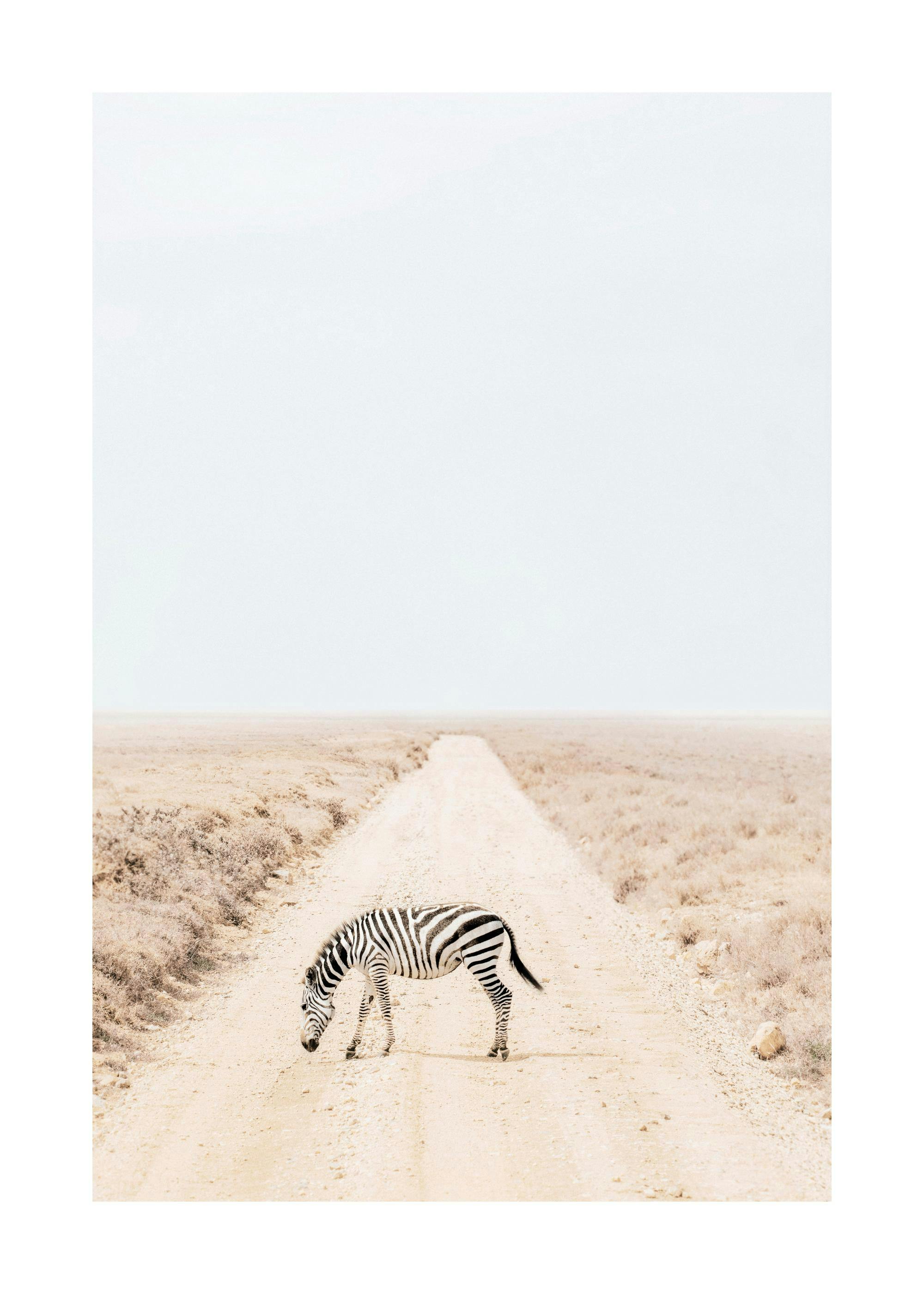 A poster featuring a lone zebra grazing on a dusty road in a vast, dry landscape under a pale sky.