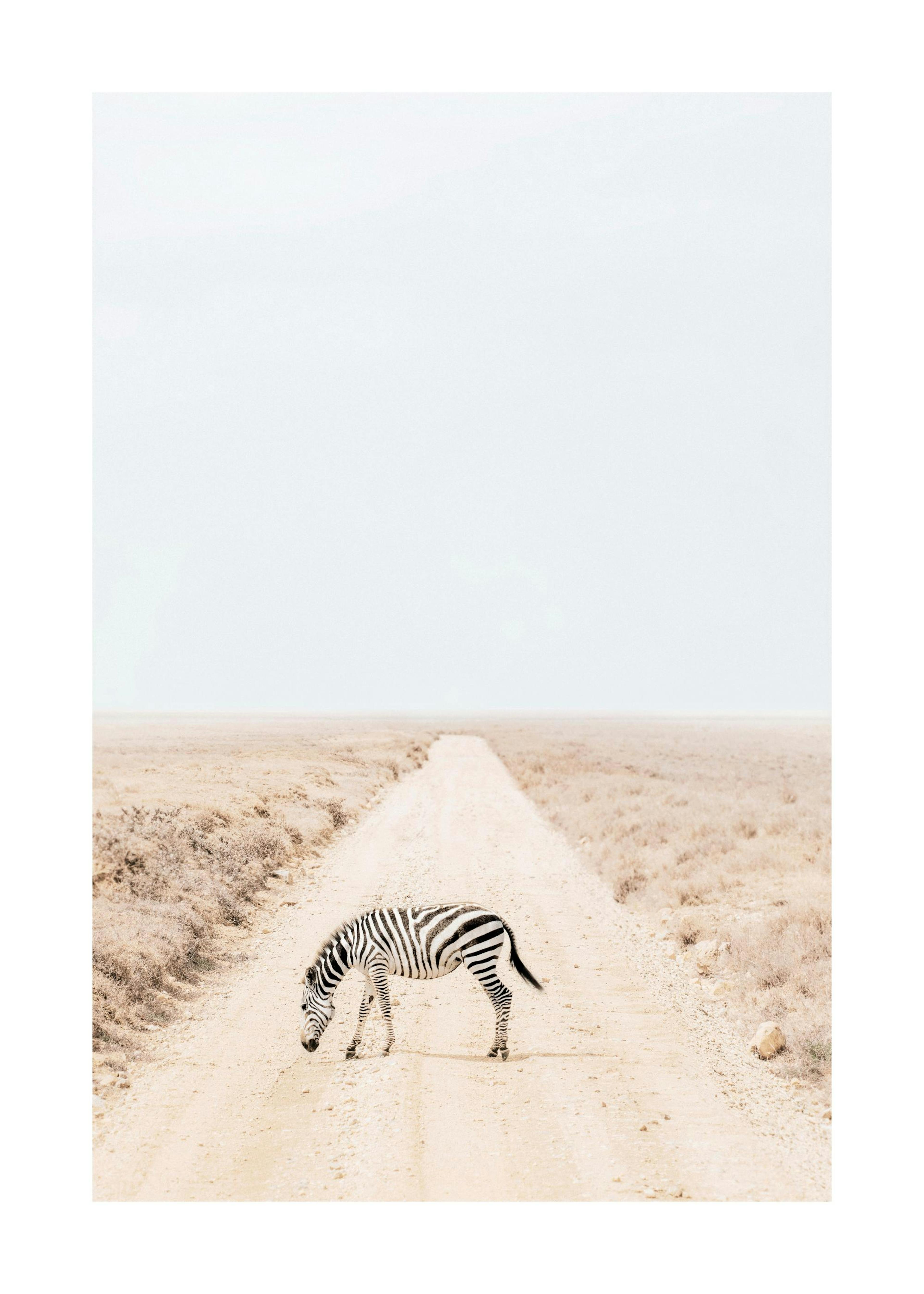 A poster featuring a zebra grazing on a dusty, light brown road in a dry, open landscape under a pale sky.