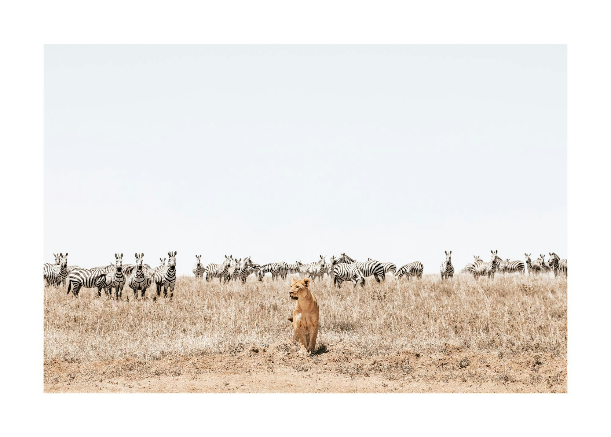 Plakát s lvicí v popředí a stádem zeber v pozadí, v suché trávě pod bílou oblohou.