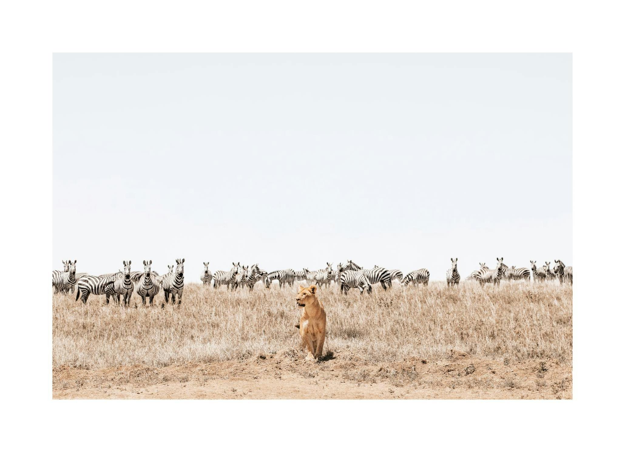 Savannah Moment Poster (30x40 cm) - Poster Store