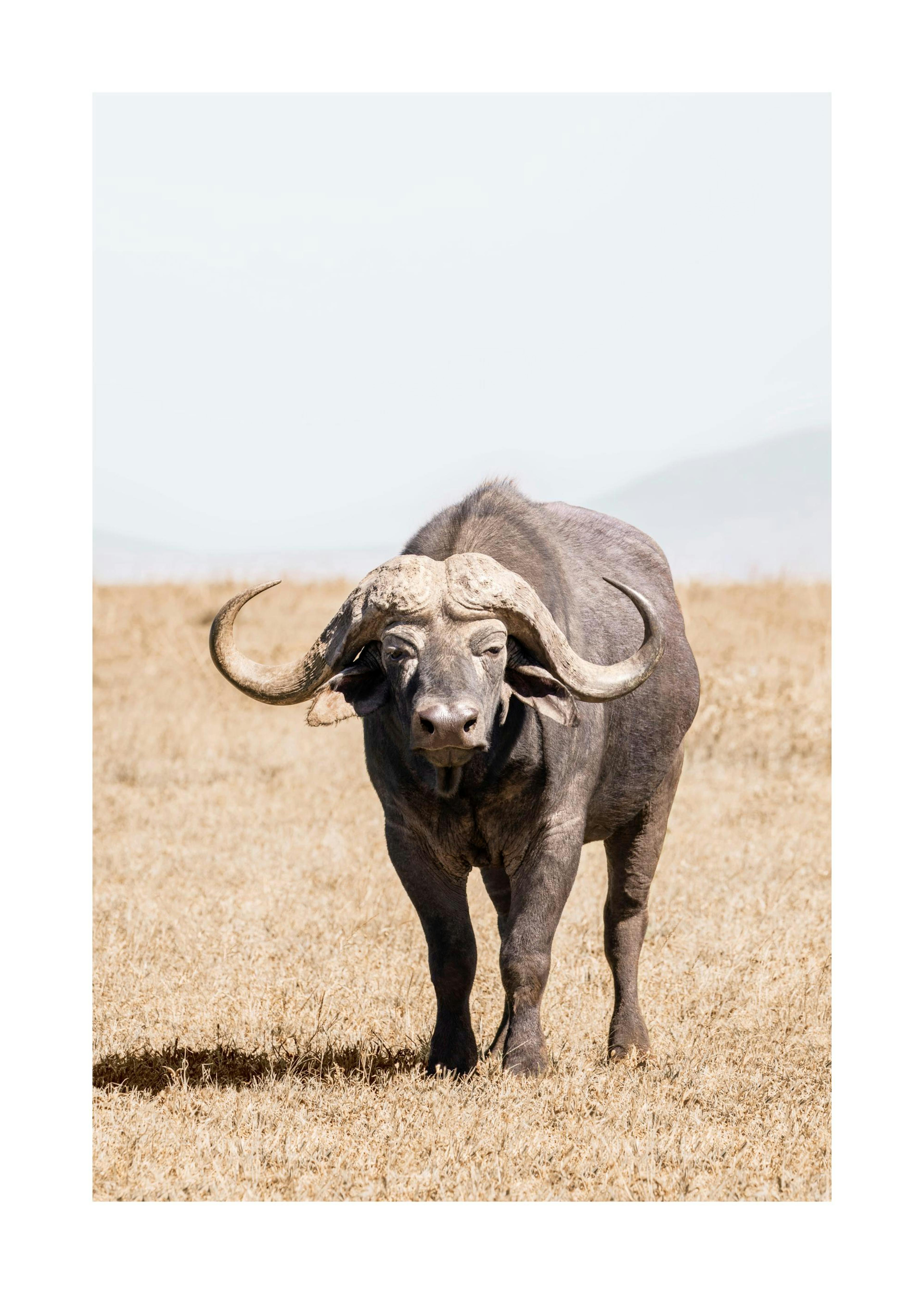 En poster av en buffel med stora horn som står i torrt gräs, med en ljus himmel i bakgrunden.
