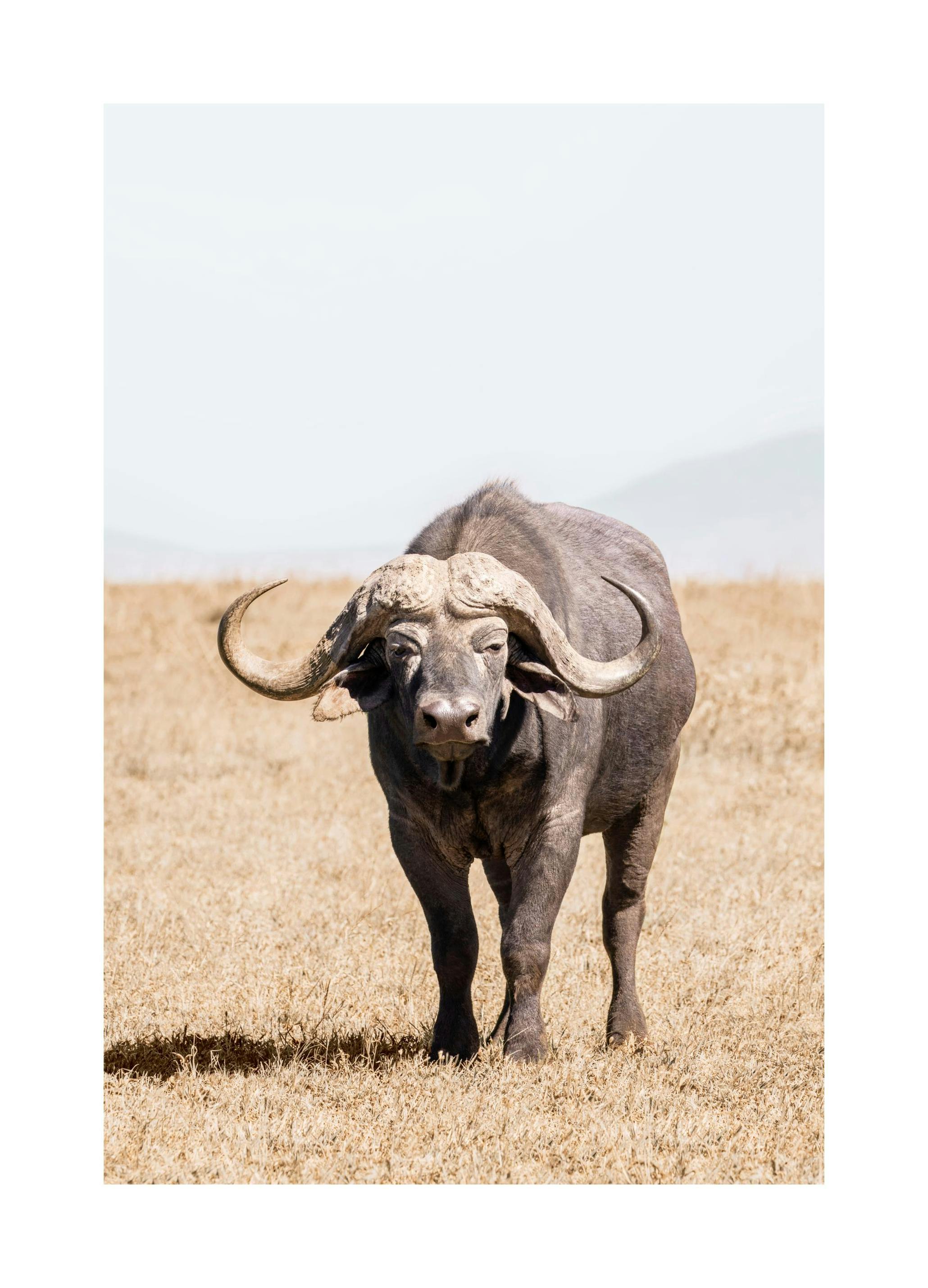 African Buffalo Poster (50x70 cm) - Poster Store
