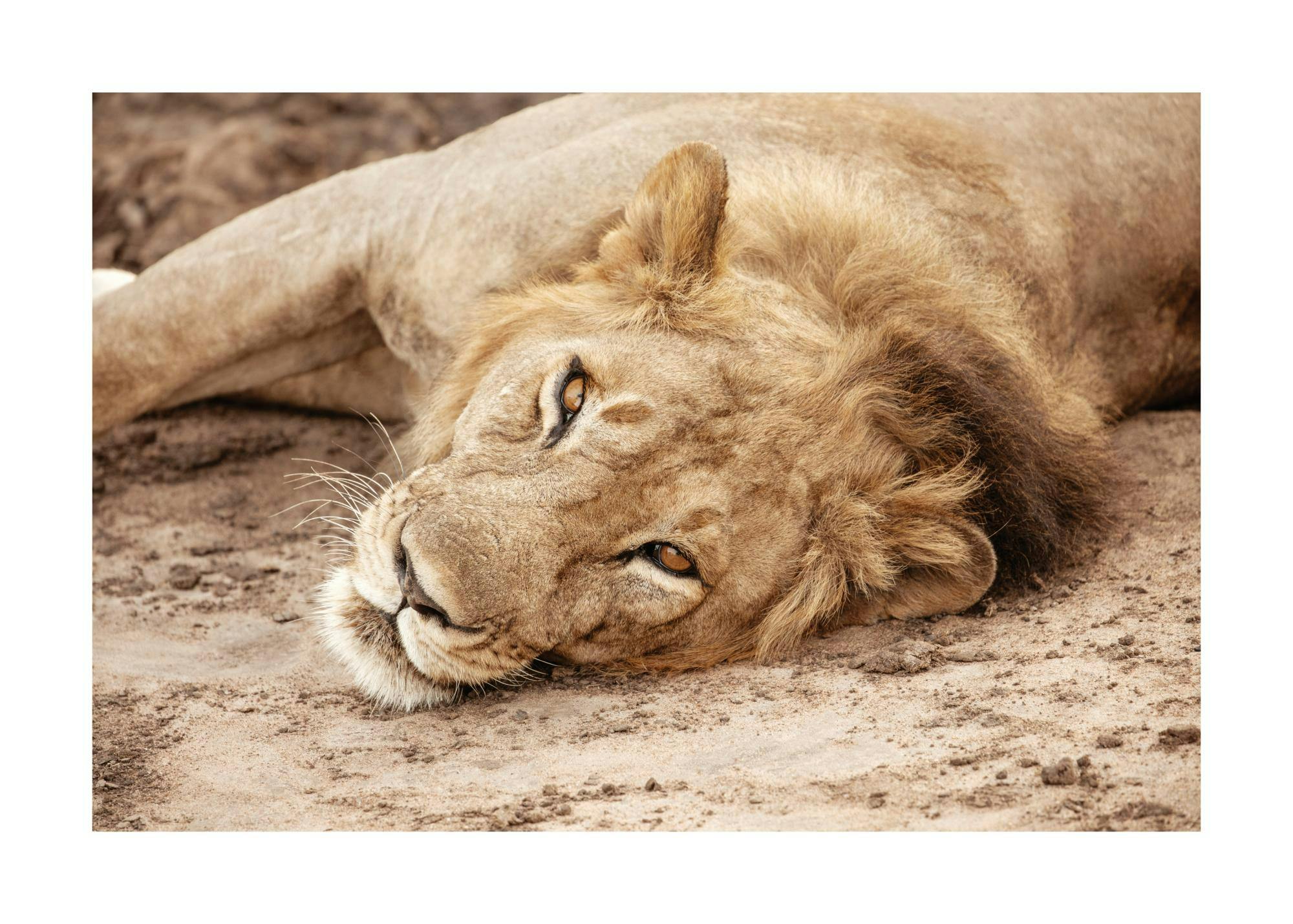 A poster featuring a close-up of a lion resting on sandy ground, its golden eyes looking forward.